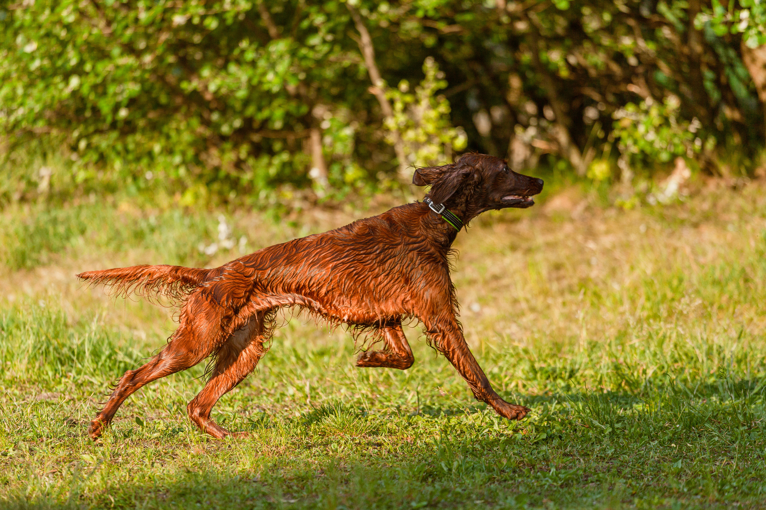 Рассветная съемка в ПКИО Северное Тушино. Фотограф-анималист Татьяна Степанова