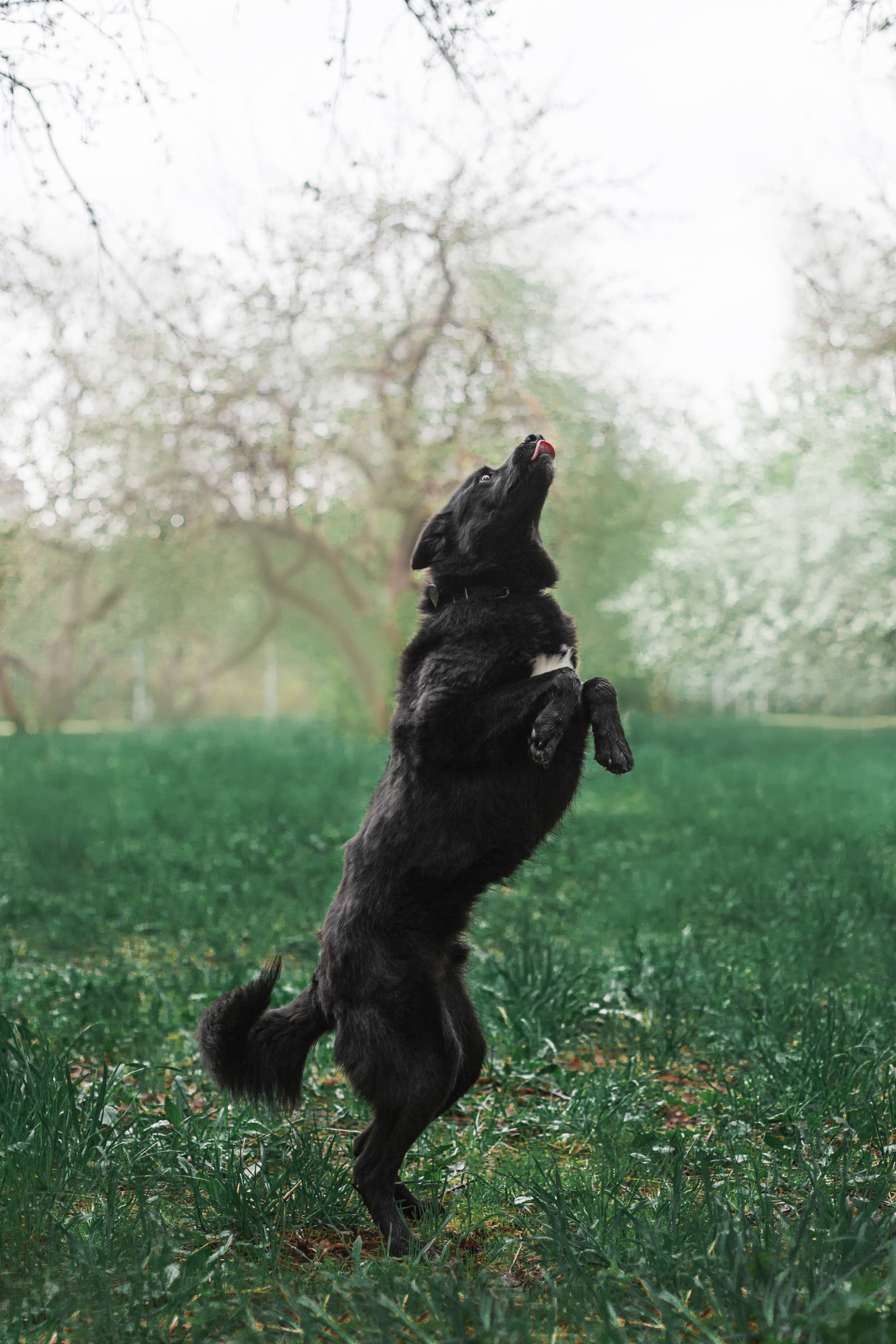 Съемка 3 собак в цветении 2023. Фотограф-анималист Татьяна Степанова