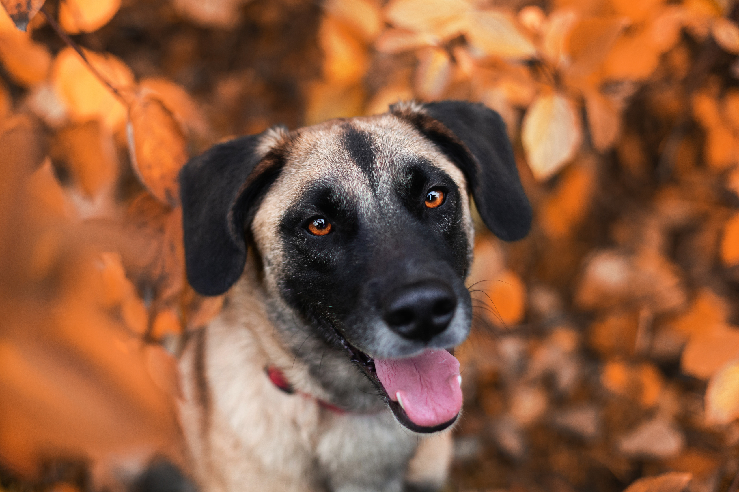 Фучик 2022. Фотограф-анималист Татьяна Степанова