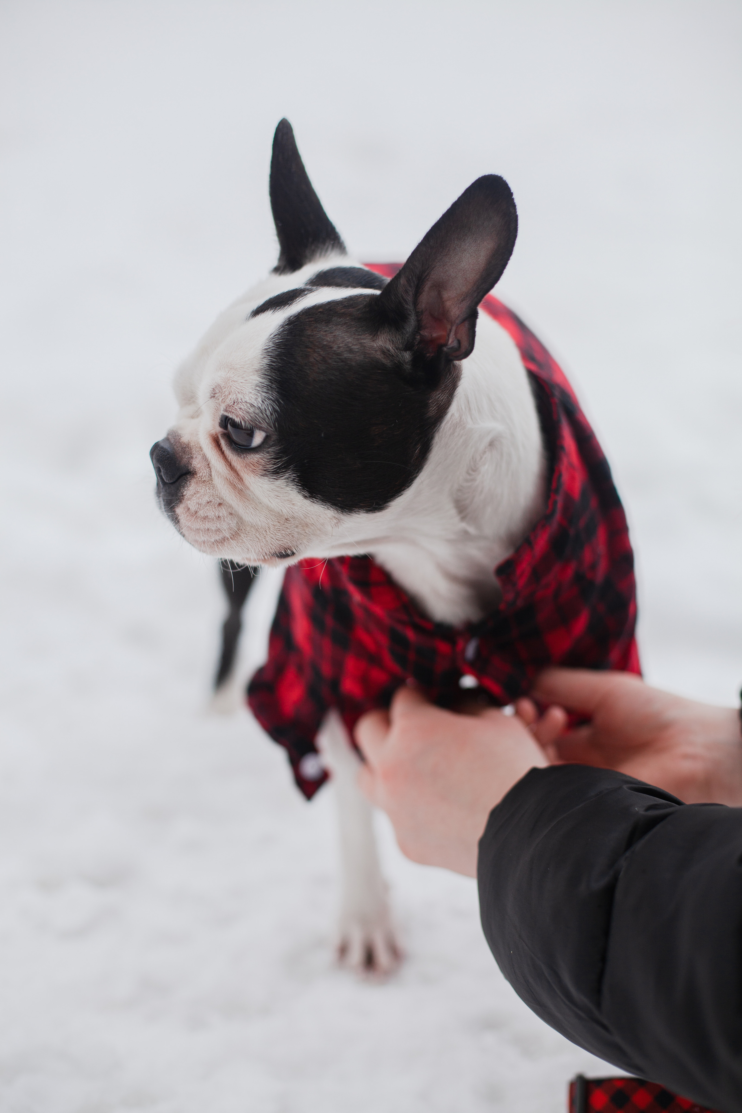 Василиса и Мира Кузнецкий мост. Фотограф-анималист Татьяна Степанова
