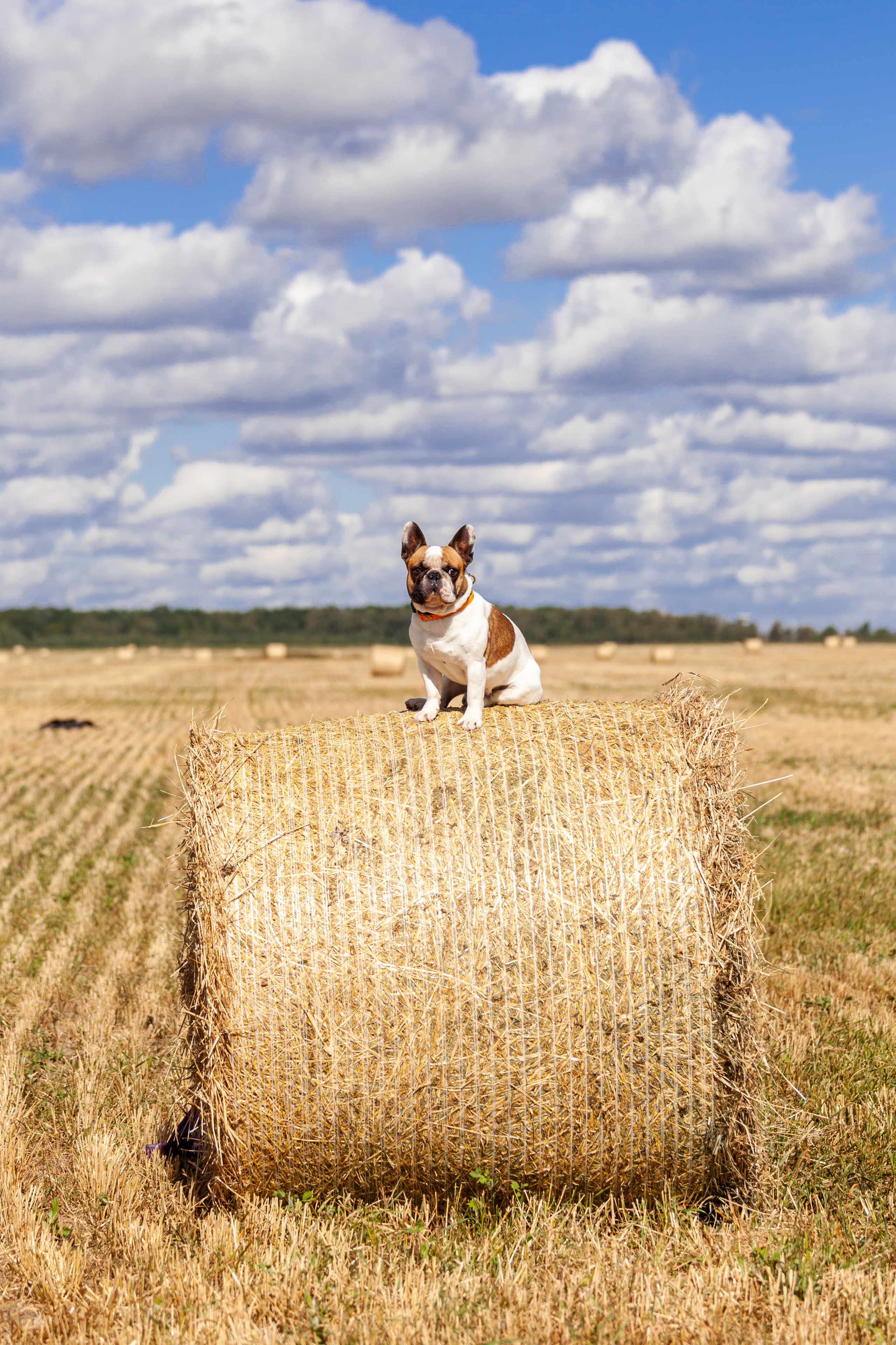 Коломна, стога и подсолнухи. Фотограф-анималист Татьяна Степанова