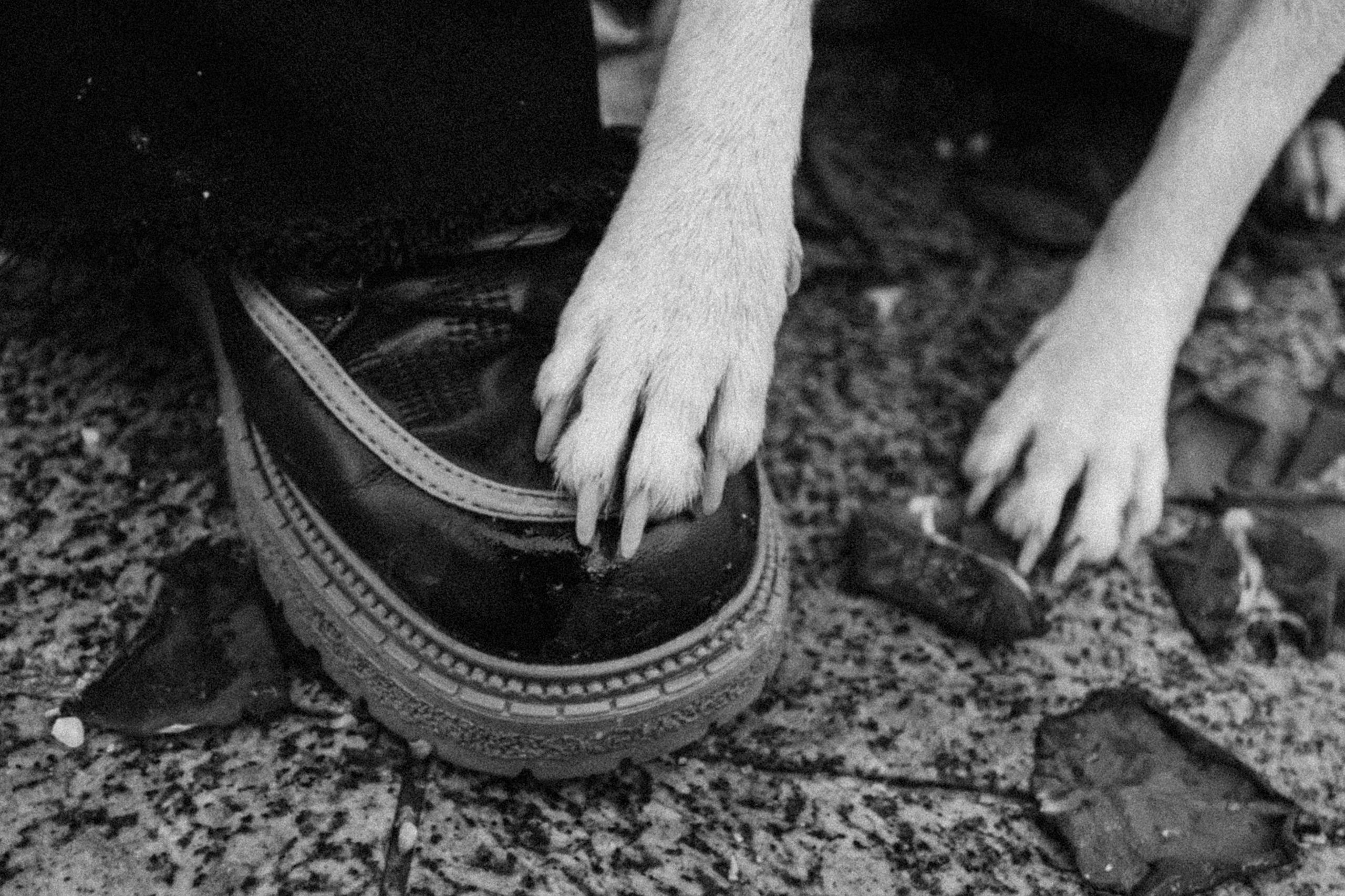 Василиса и Мира Кузнецкий мост. Фотограф-анималист Татьяна Степанова