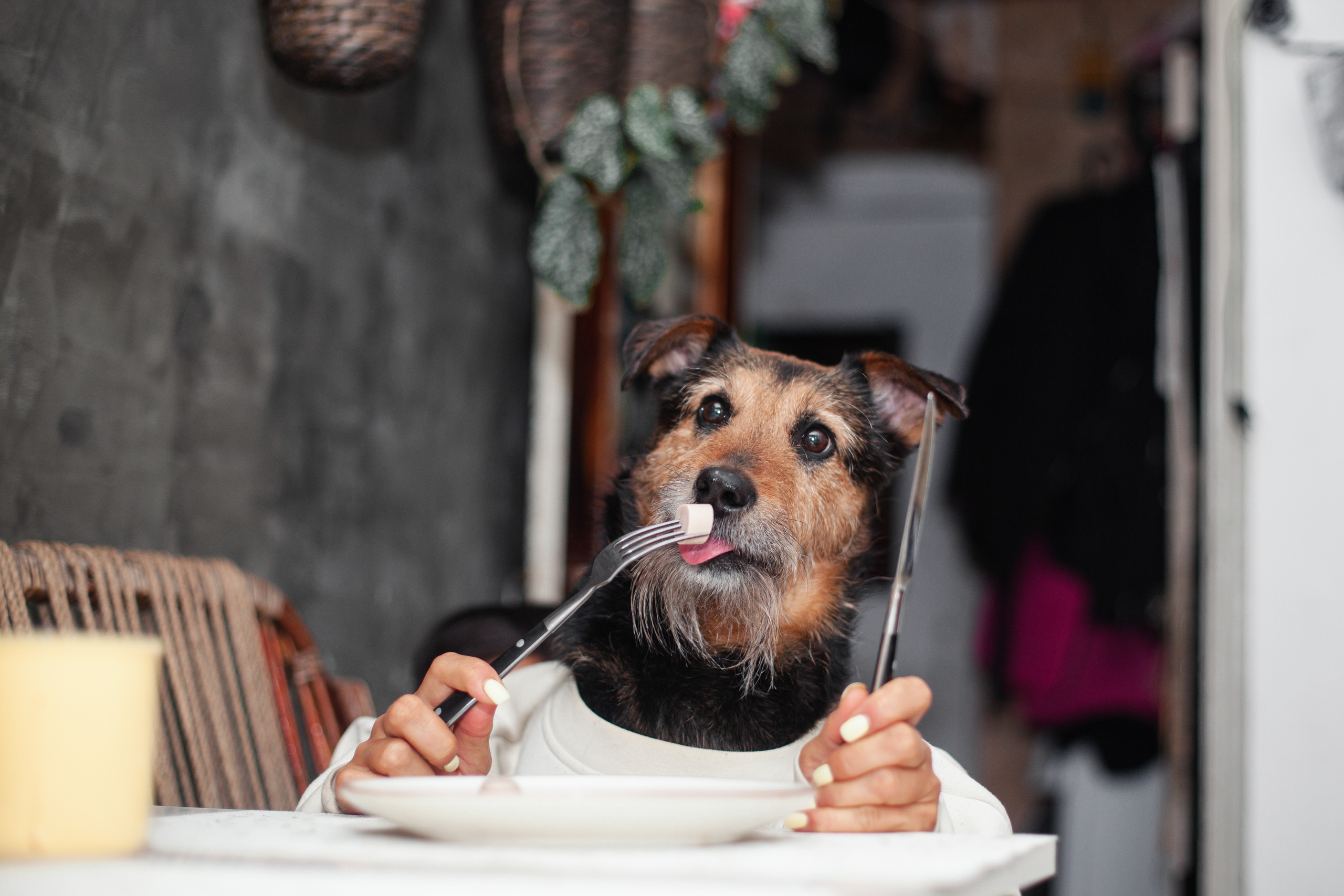 Лиза и Бренда. Фотограф-анималист Татьяна Степанова