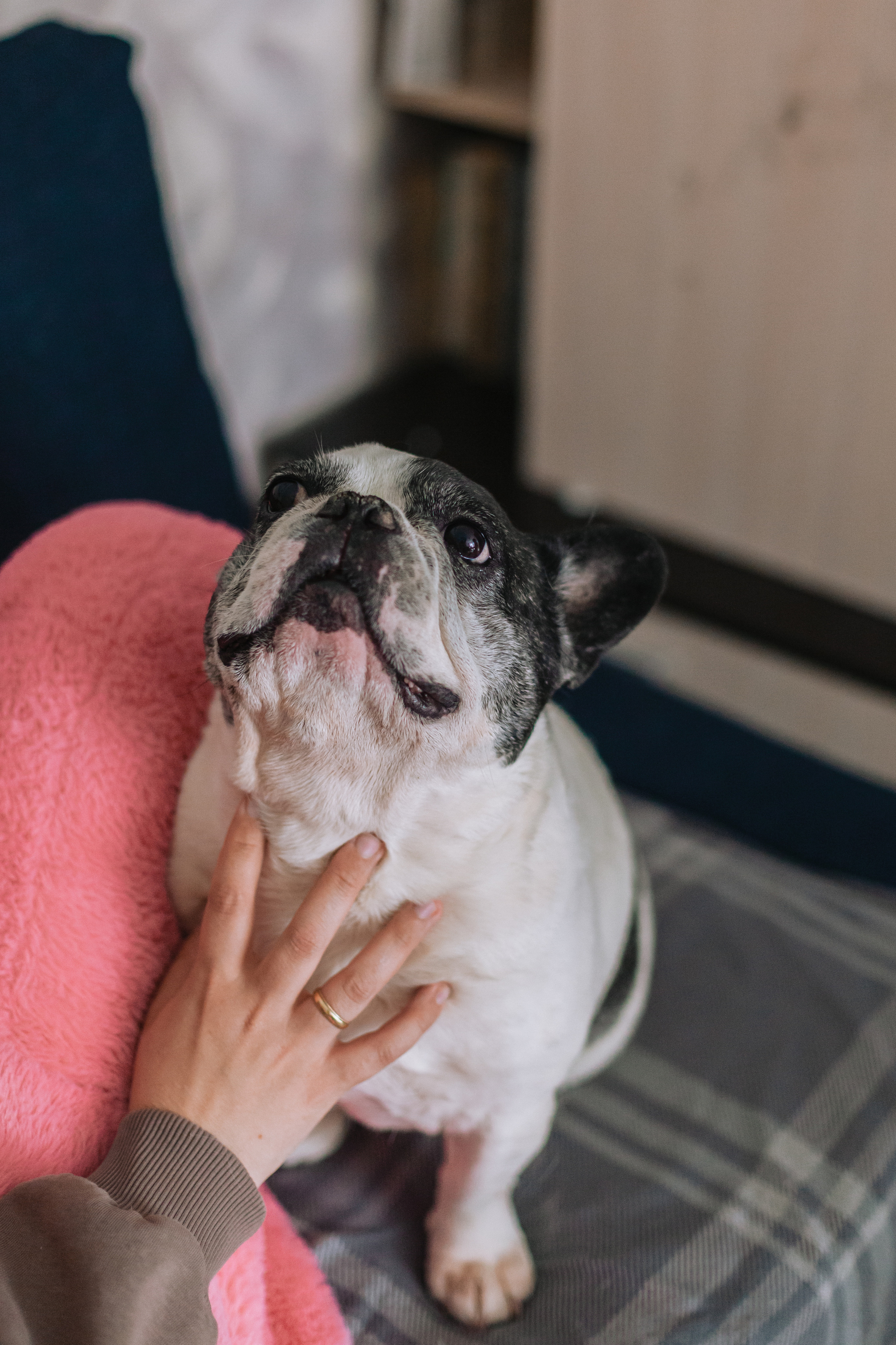 Семейная домашняя фотосессия. Фотограф-анималист Татьяна Степанова