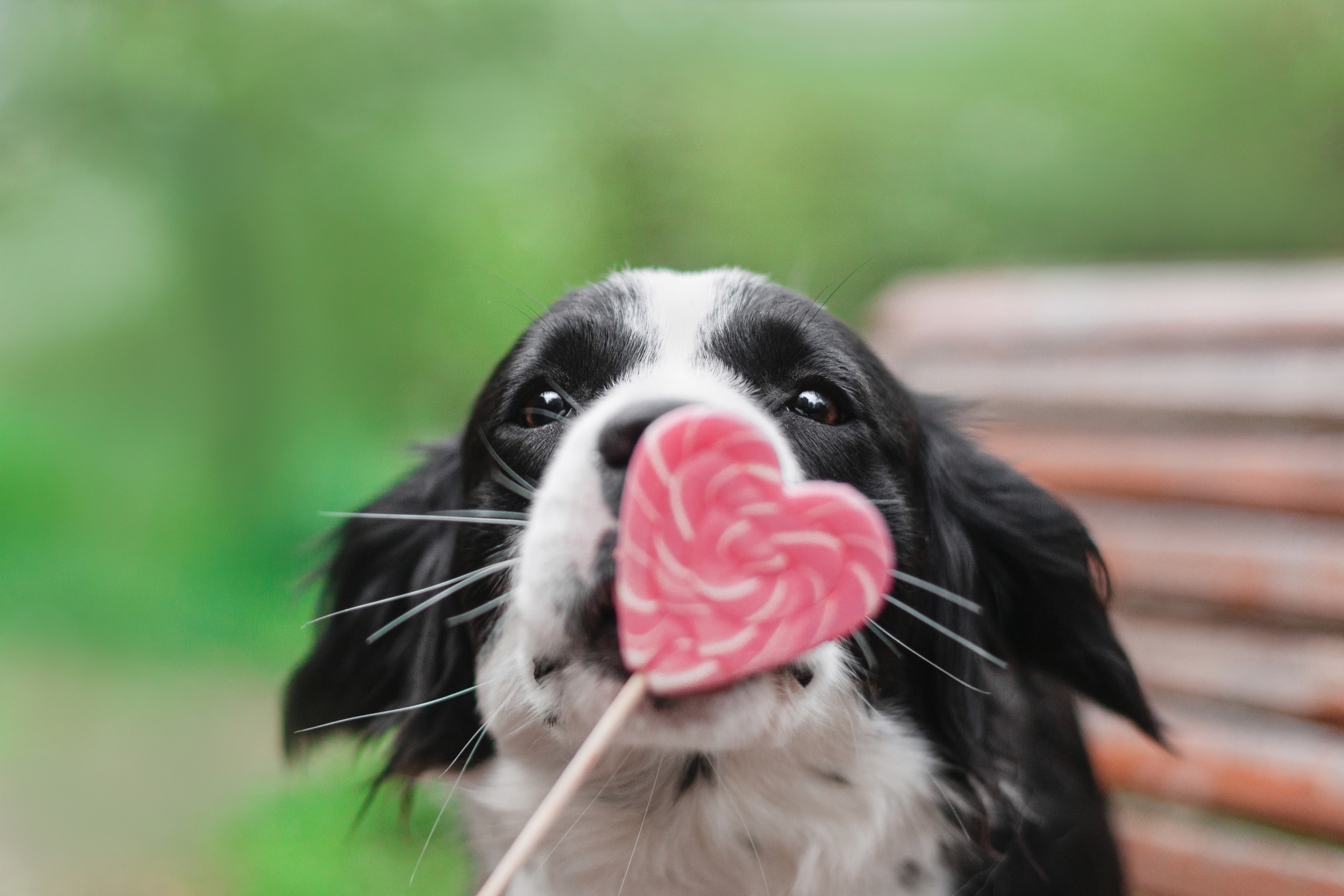 Съемка 3 собак в цветении 2023. Фотограф-анималист Татьяна Степанова