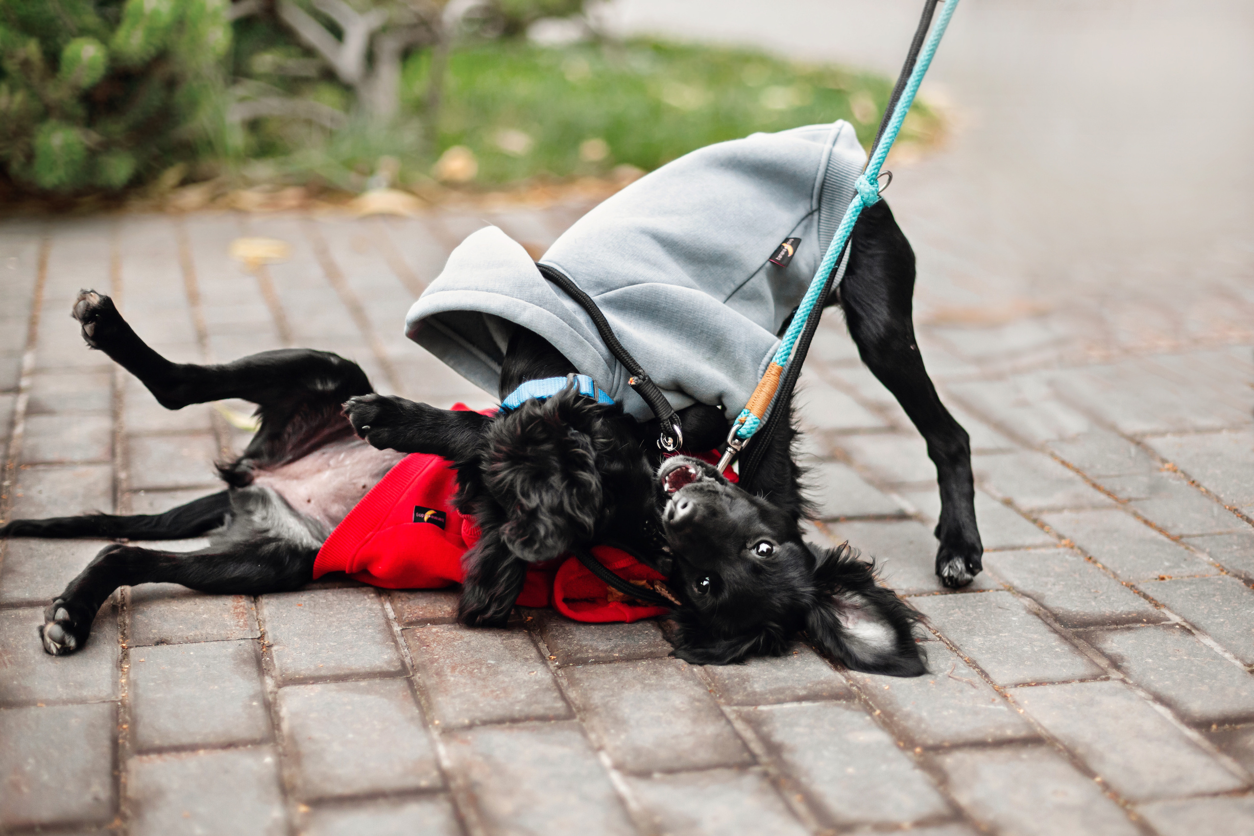 Пара щенков 2022. Фотограф-анималист Татьяна Степанова
