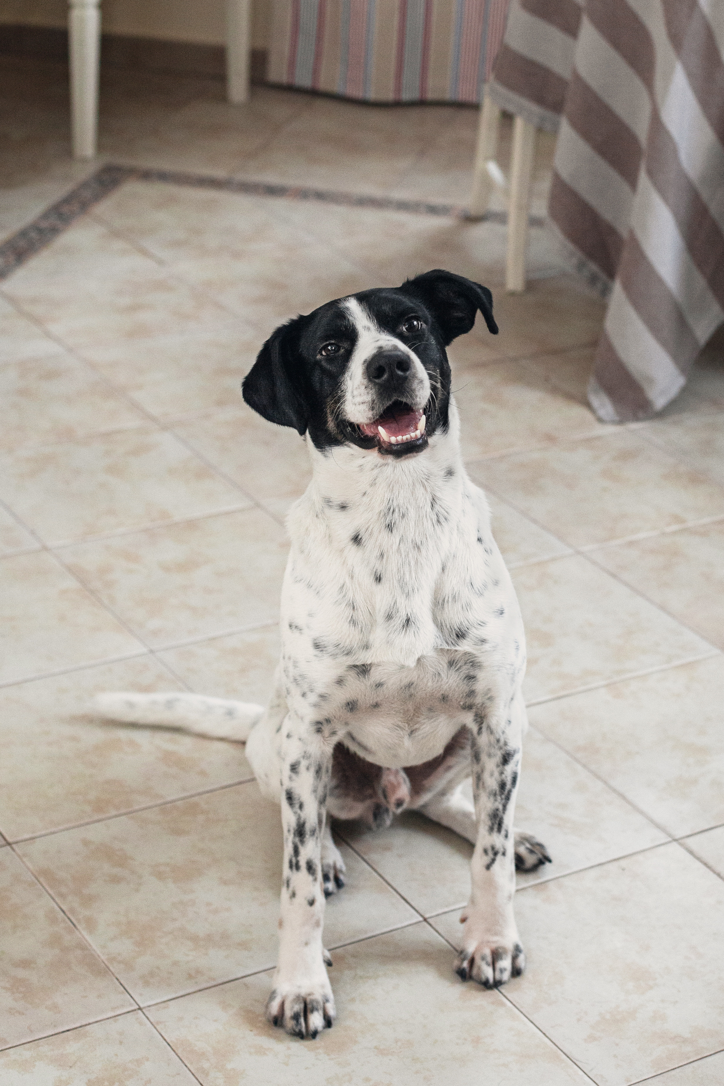 Домашняя съемка 2 собак и кошки 2023. Фотограф-анималист Татьяна Степанова