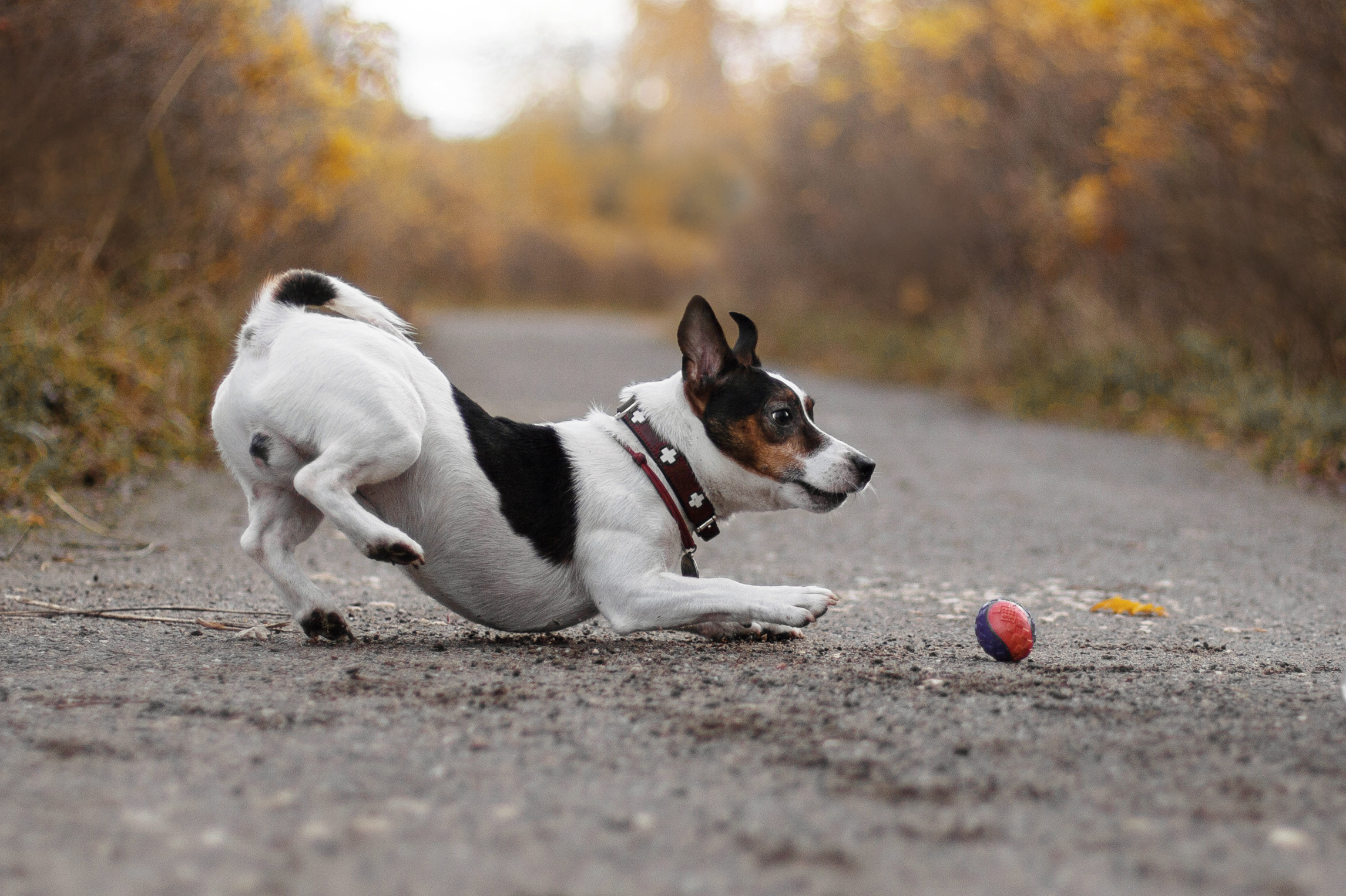 Женя, Скай и Арти в ПКИО Северное Тушино. Фотограф-анималист Татьяна Степанова