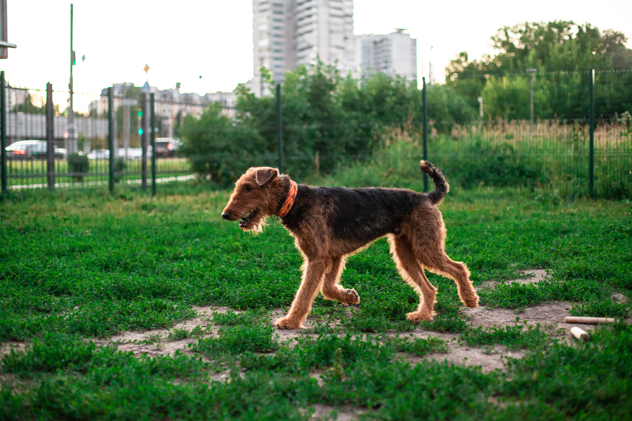 Занятие ЗКС+Выборка 2022. Фотограф-анималист Татьяна Степанова