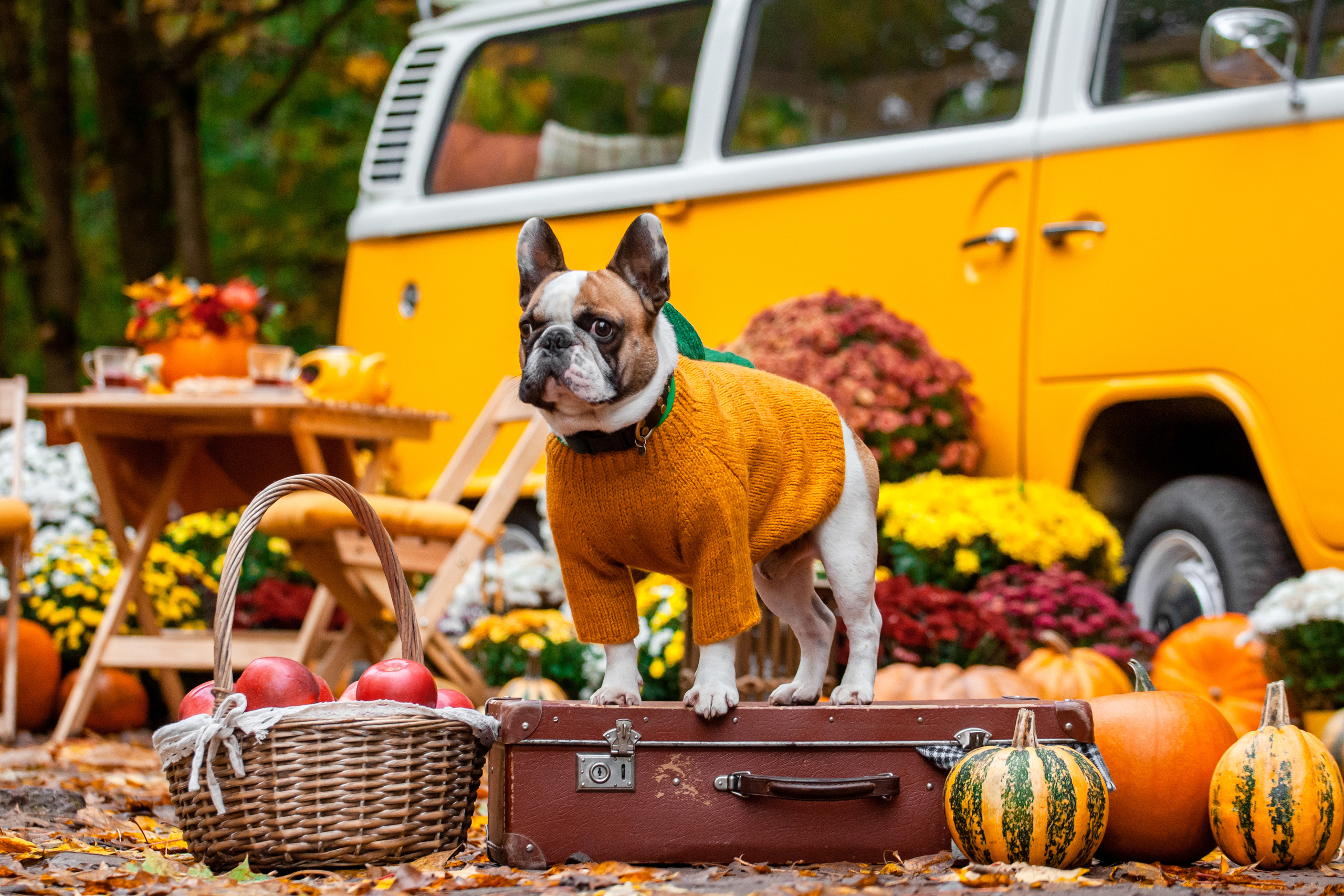 Съемка с ретро автобусом. Фотограф-анималист Татьяна Степанова