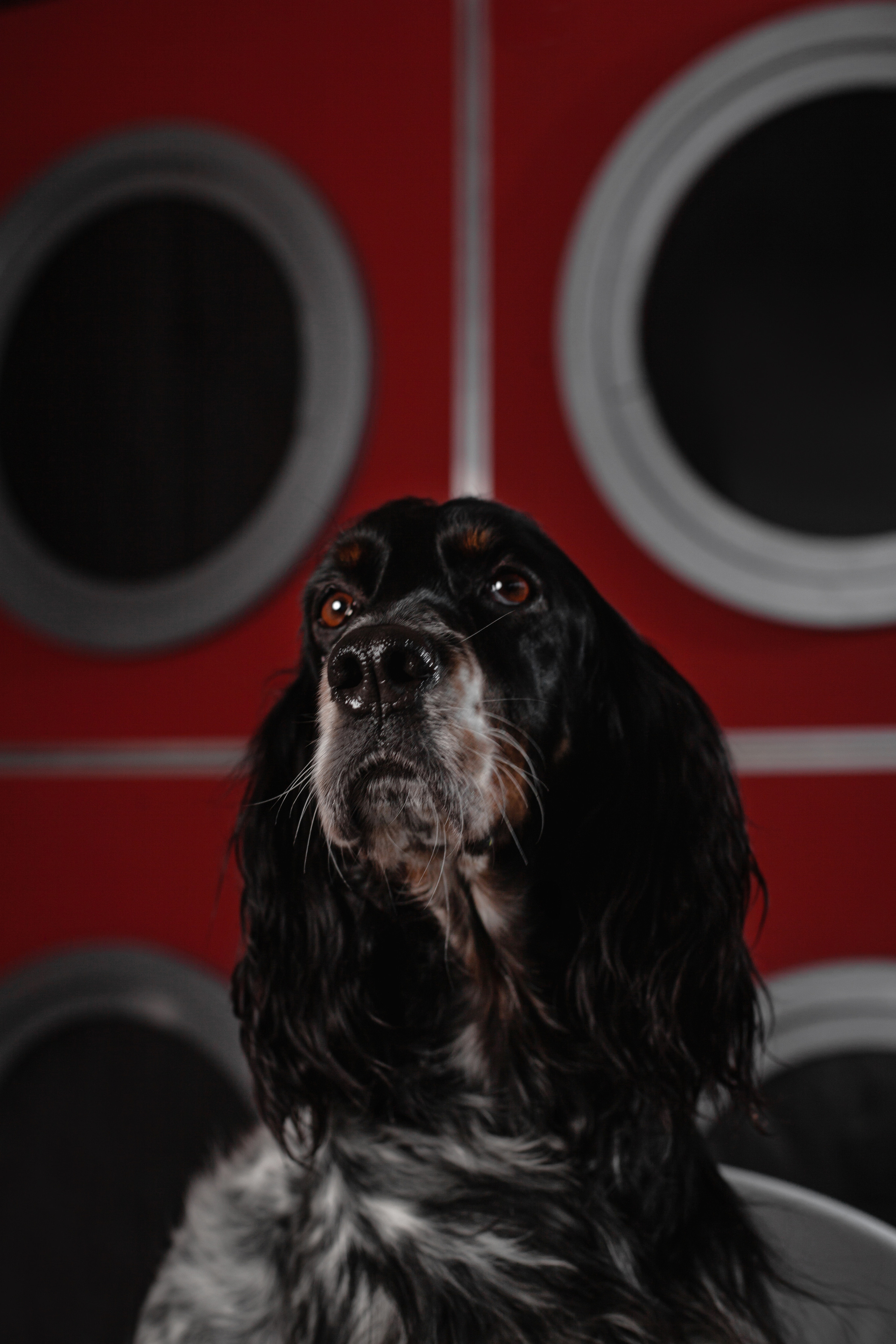 Света и Богдана. Фотограф-анималист Татьяна Степанова