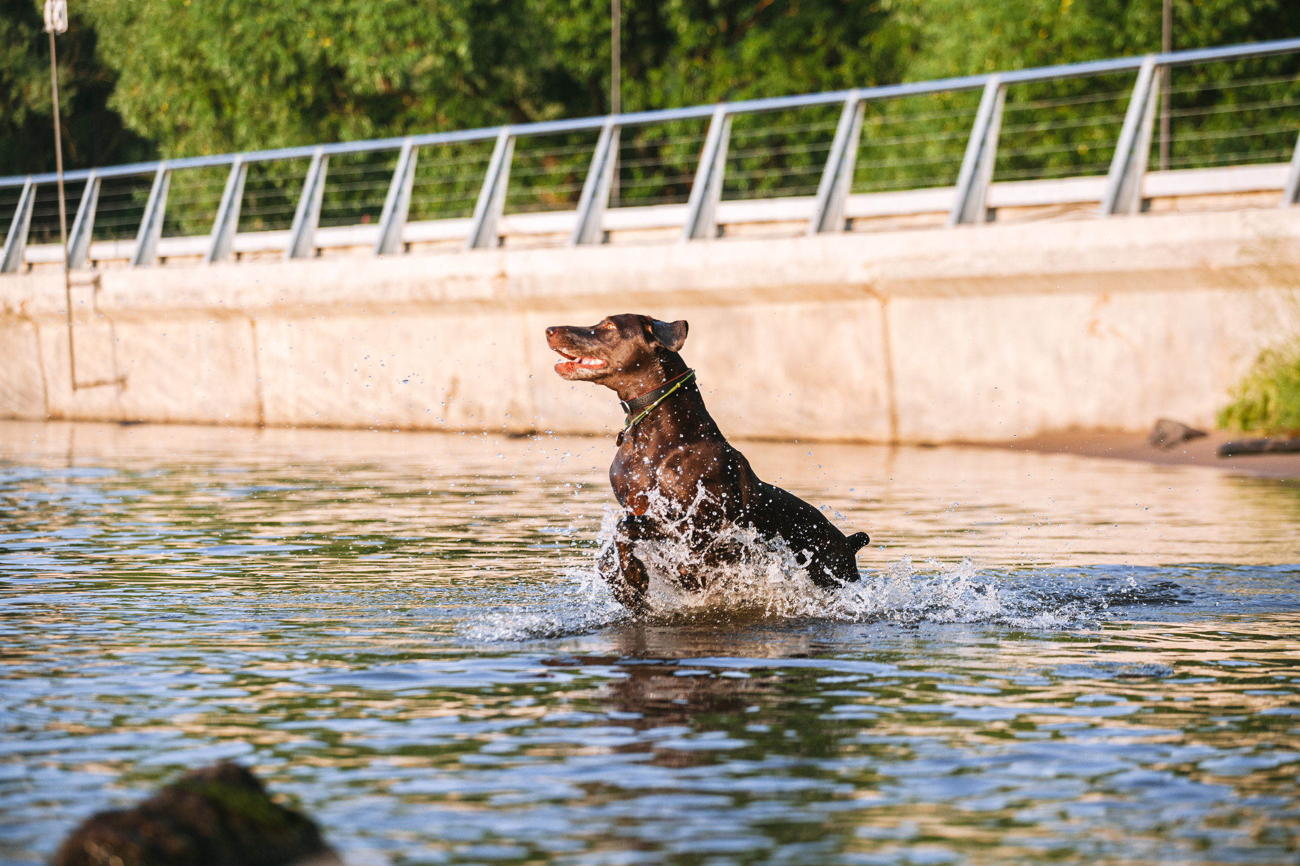 Рассветная съемка в ПКИО Северное Тушино. Фотограф-анималист Татьяна Степанова