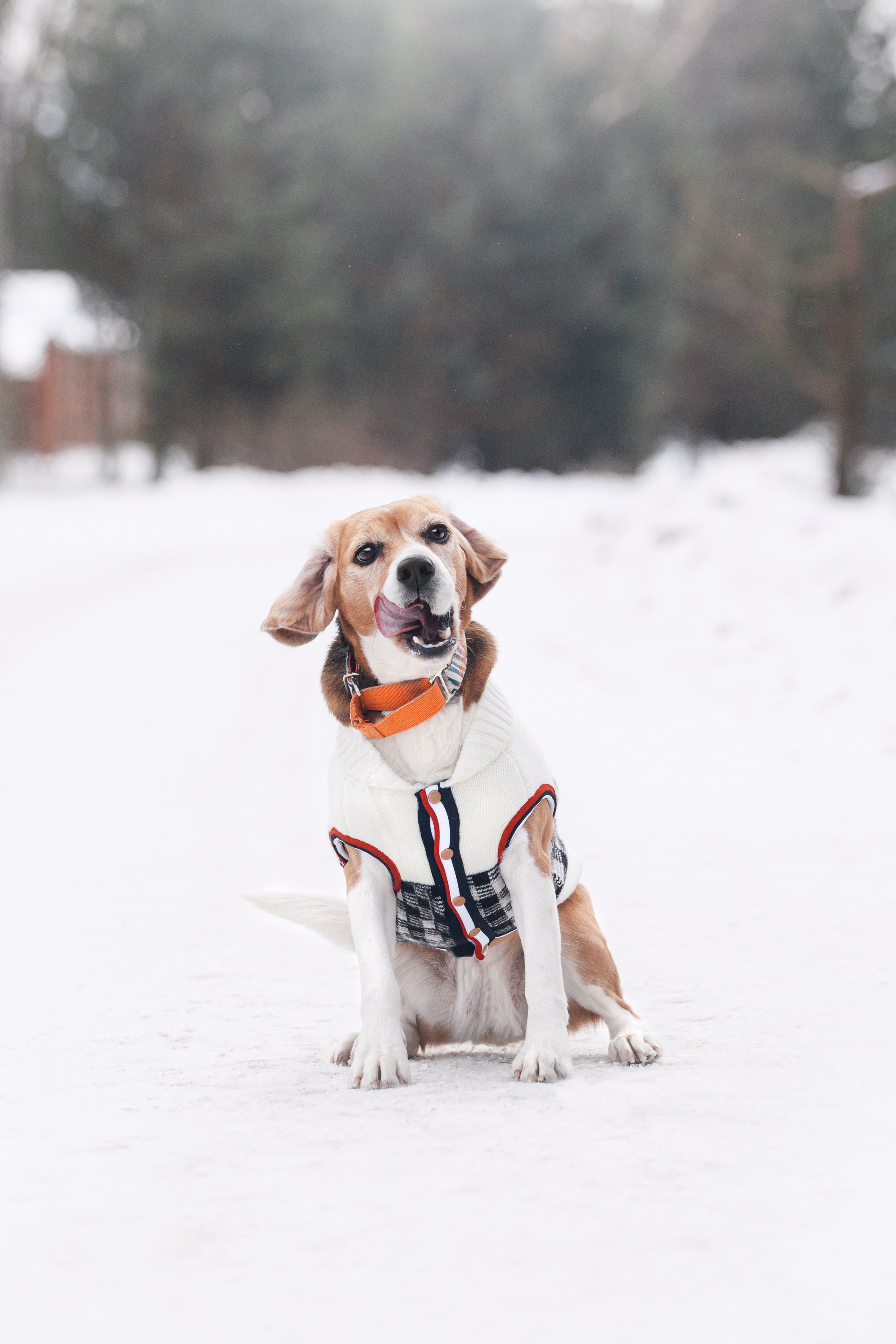 Группа помощи Дом для бигля 2023. Фотограф-анималист Татьяна Степанова