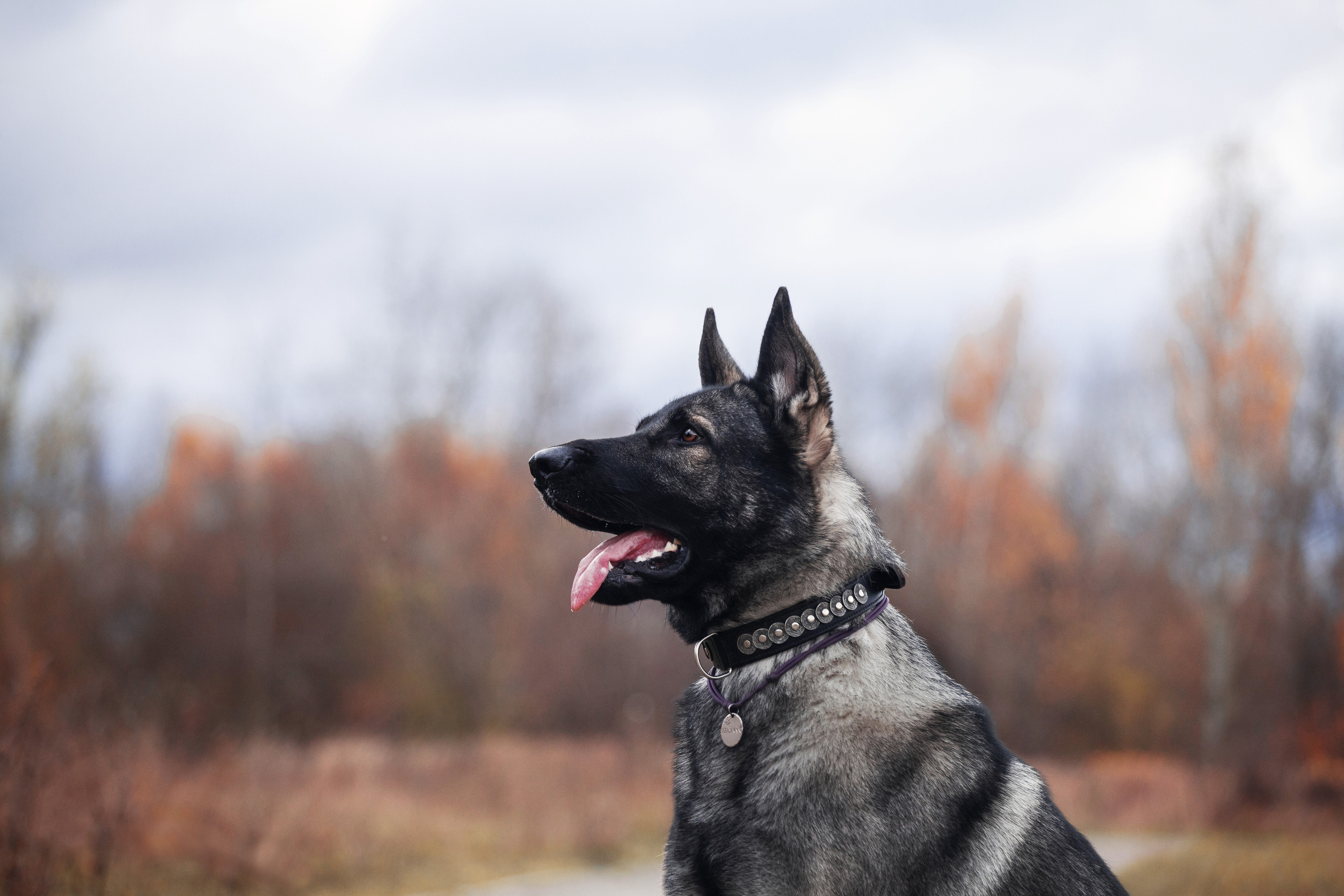 Женя, Скай и Арти в ПКИО Северное Тушино. Фотограф-анималист Татьяна Степанова