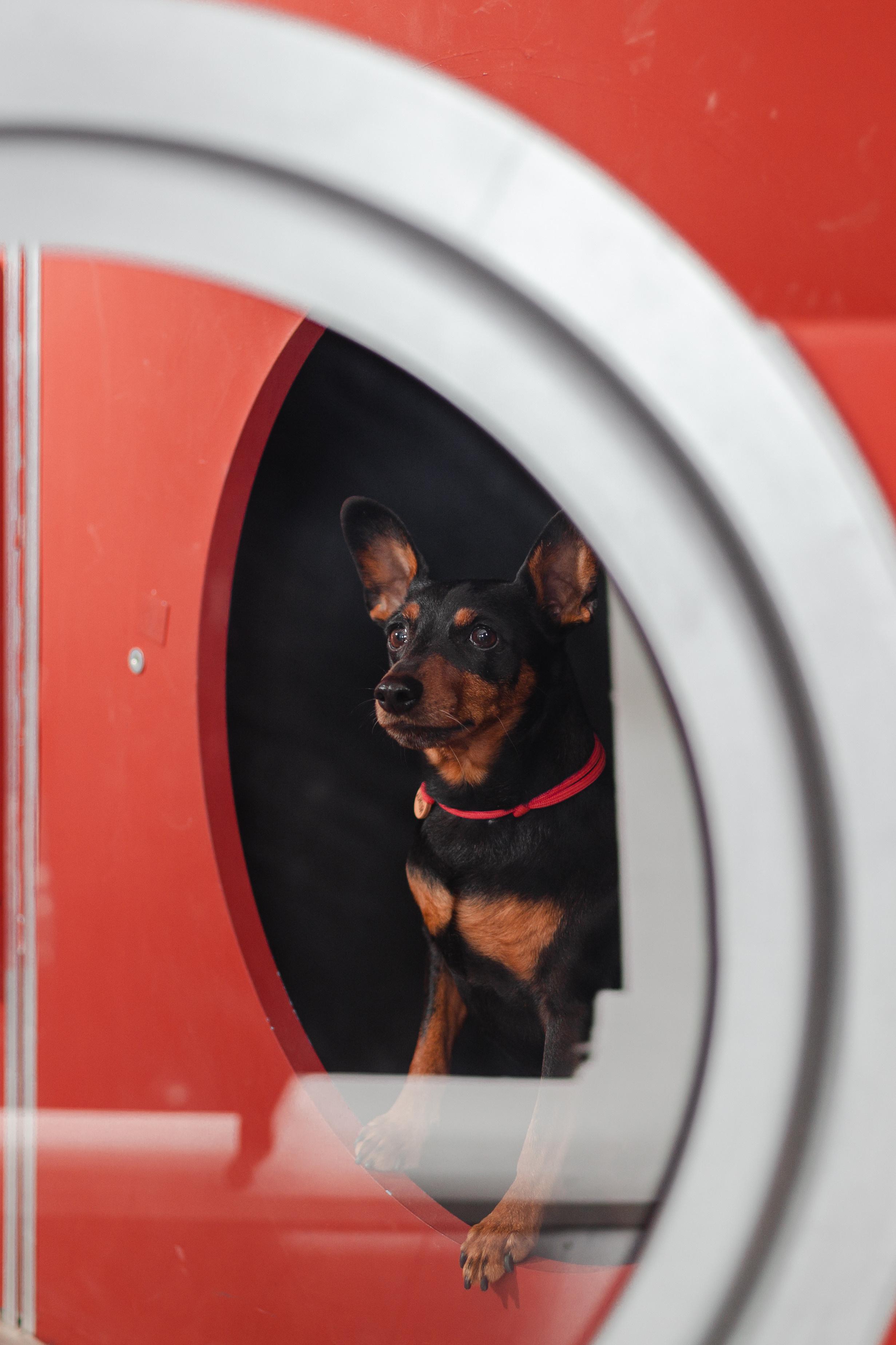 Александра и пинчеры Майя и Джой. Фотограф-анималист Татьяна Степанова