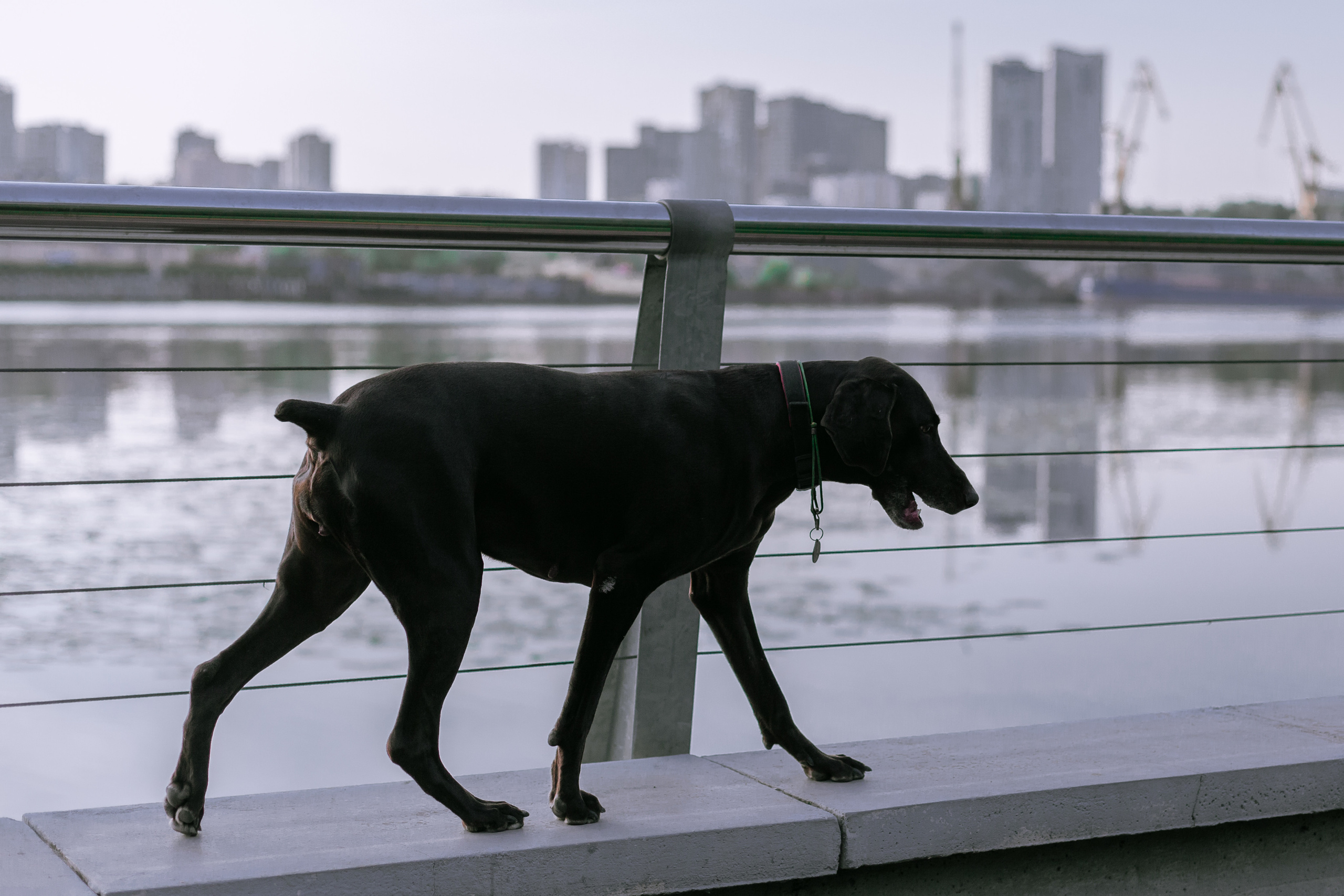 Рассветная съемка в ПКИО Северное Тушино. Фотограф-анималист Татьяна Степанова