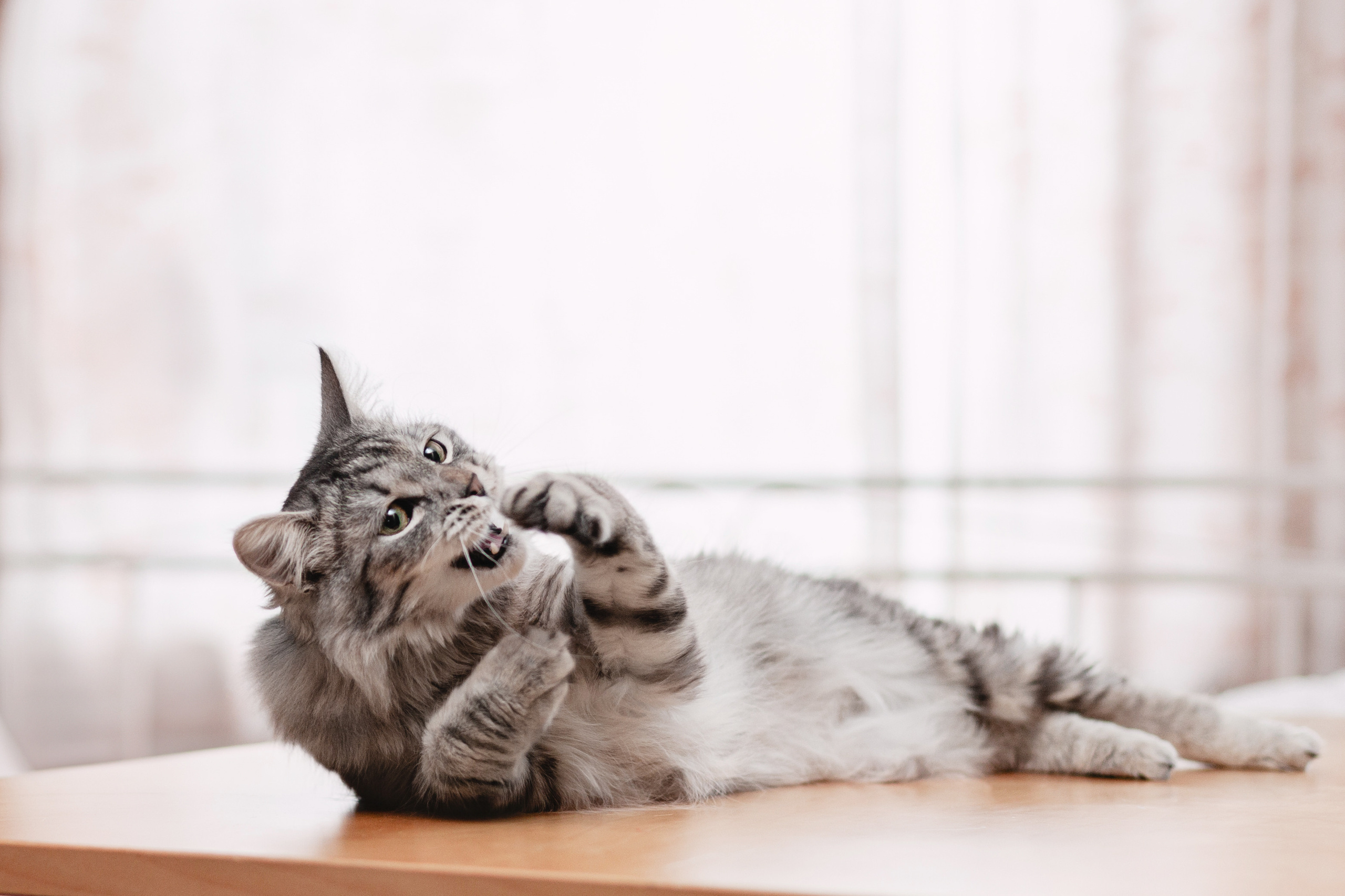 Космос 2023. Фотограф-анималист Татьяна Степанова