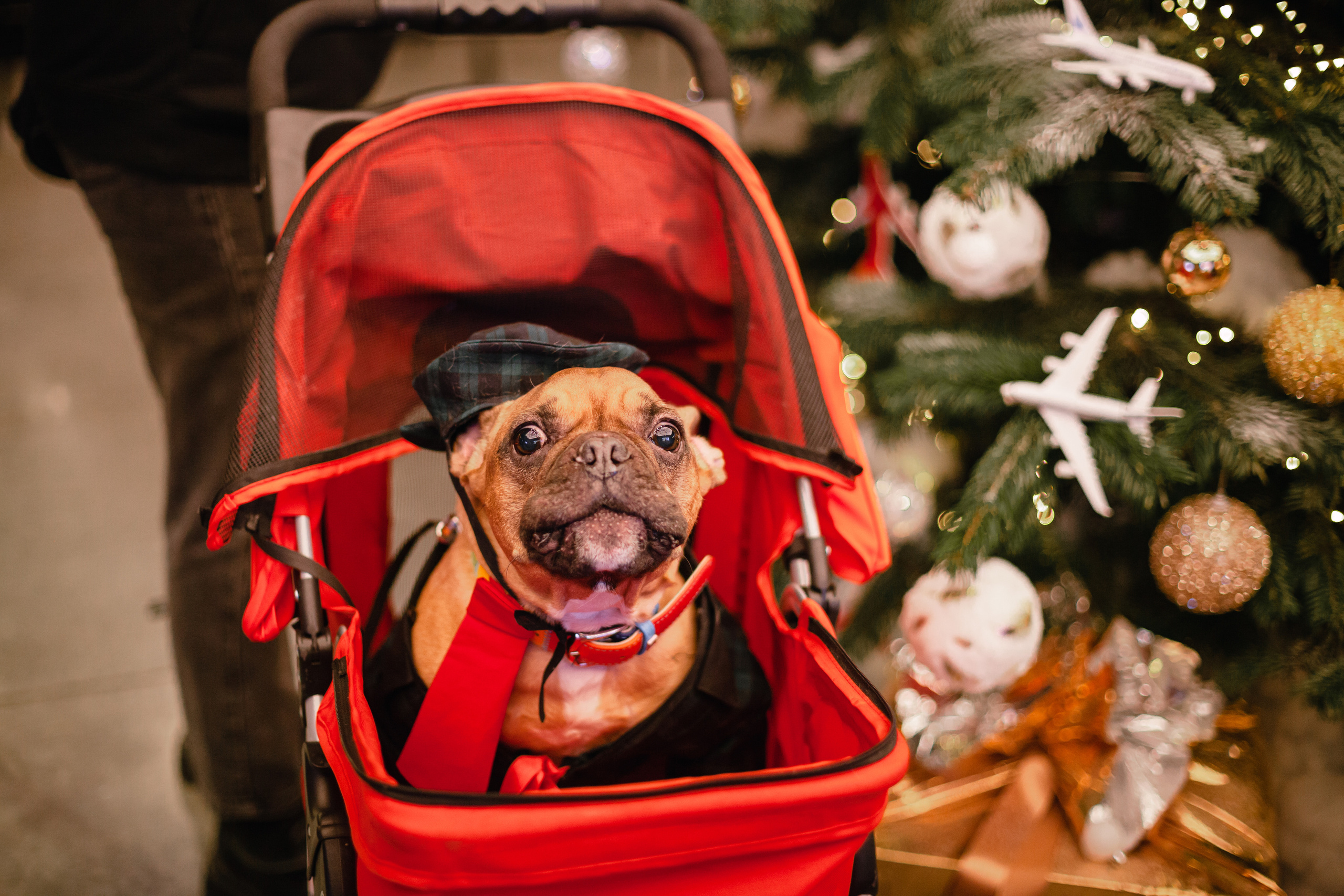 Бульелка 2022. Фотограф-анималист Татьяна Степанова