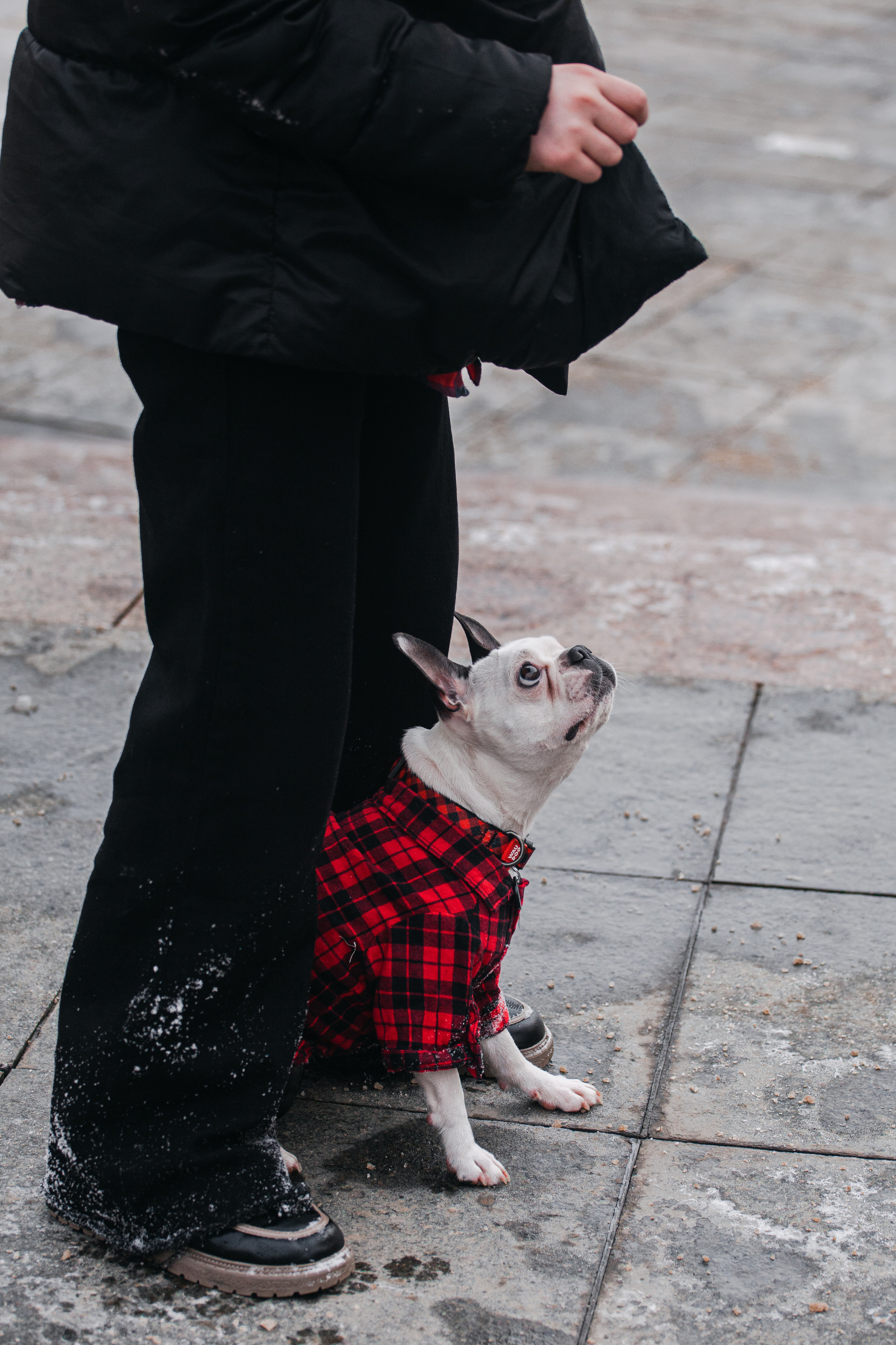 Василиса и Мира Кузнецкий мост. Фотограф-анималист Татьяна Степанова