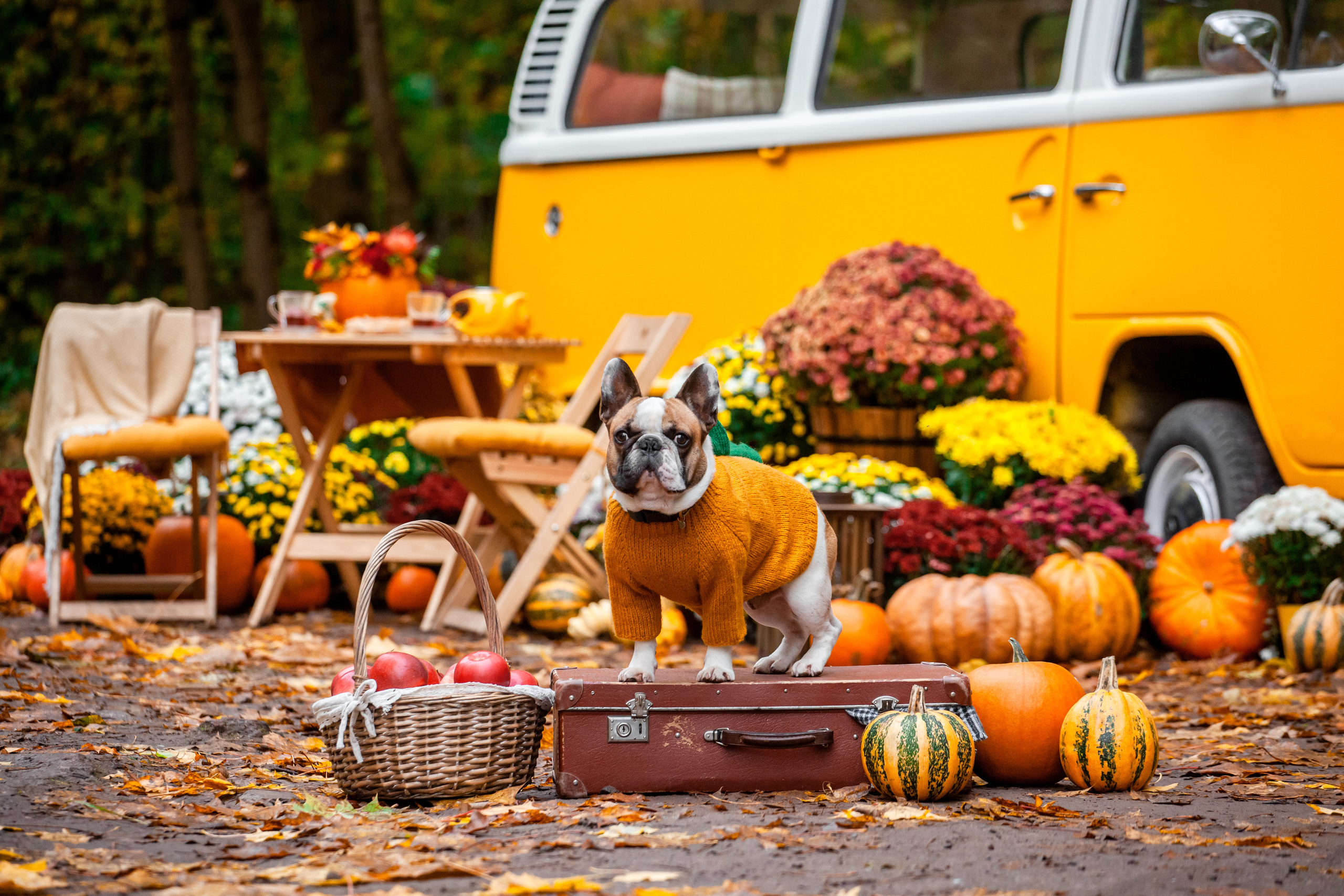 Съемка с ретро автобусом. Фотограф-анималист Татьяна Степанова