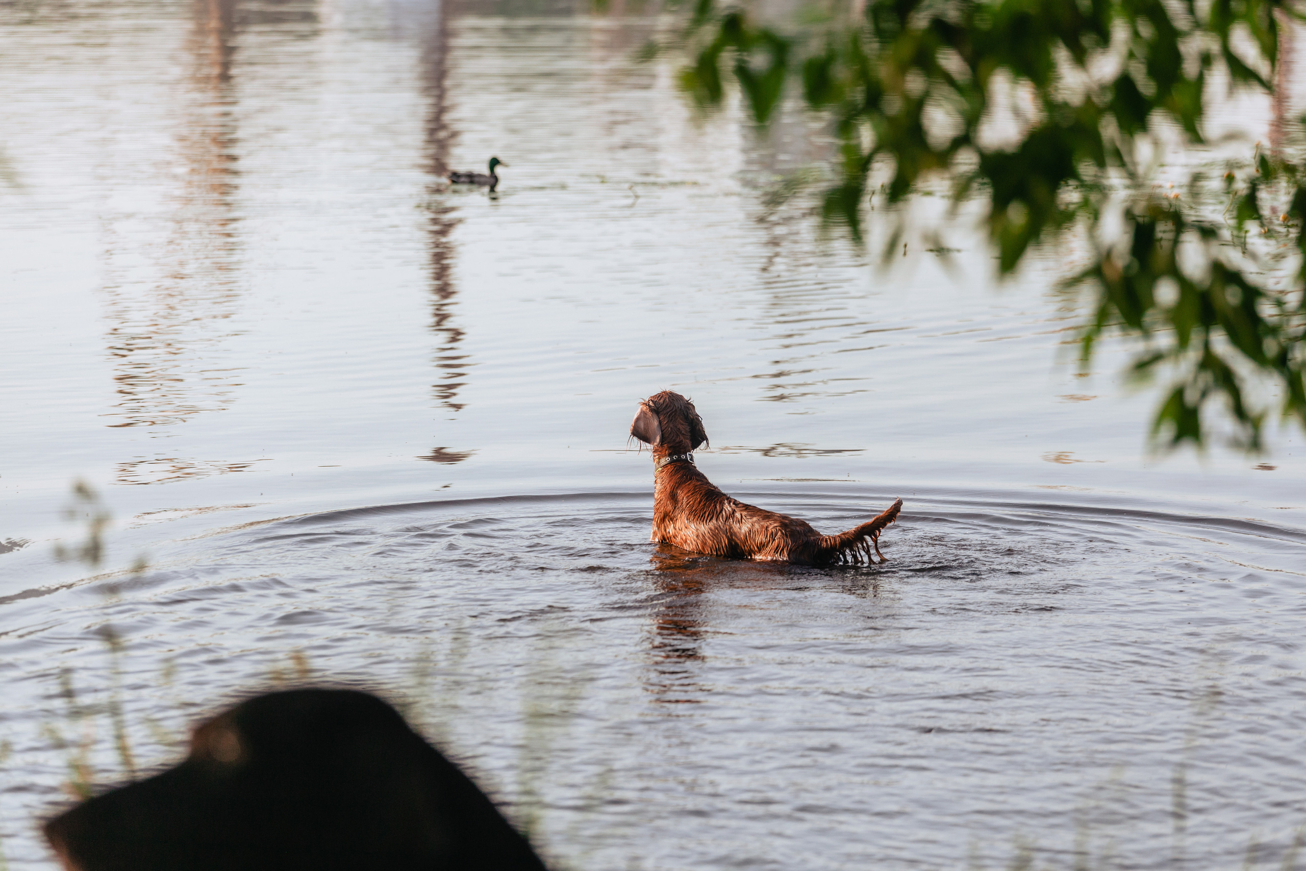 Рассветная съемка в ПКИО Северное Тушино. Фотограф-анималист Татьяна Степанова