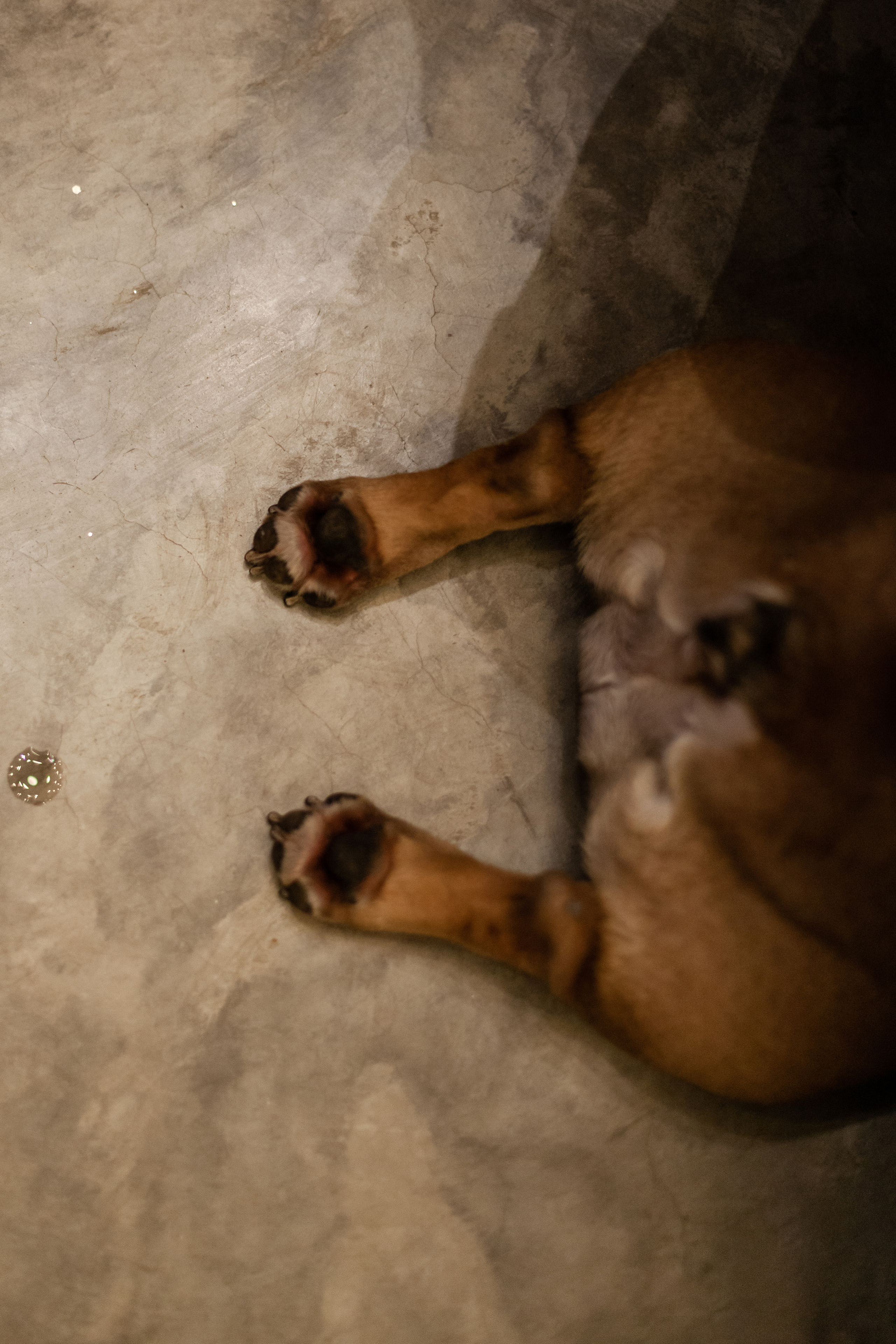 Бульелка 2022. Фотограф-анималист Татьяна Степанова