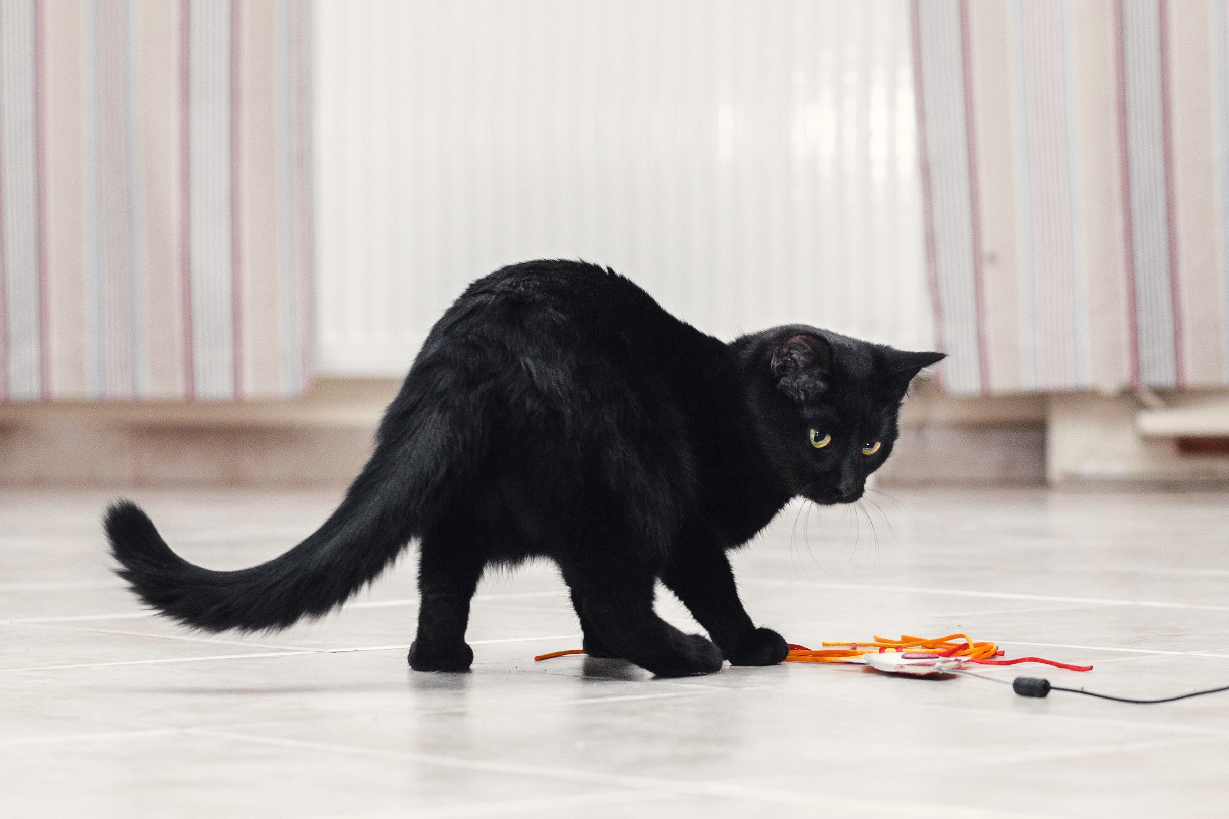 Домашняя съемка 2 собак и кошки 2023. Фотограф-анималист Татьяна Степанова