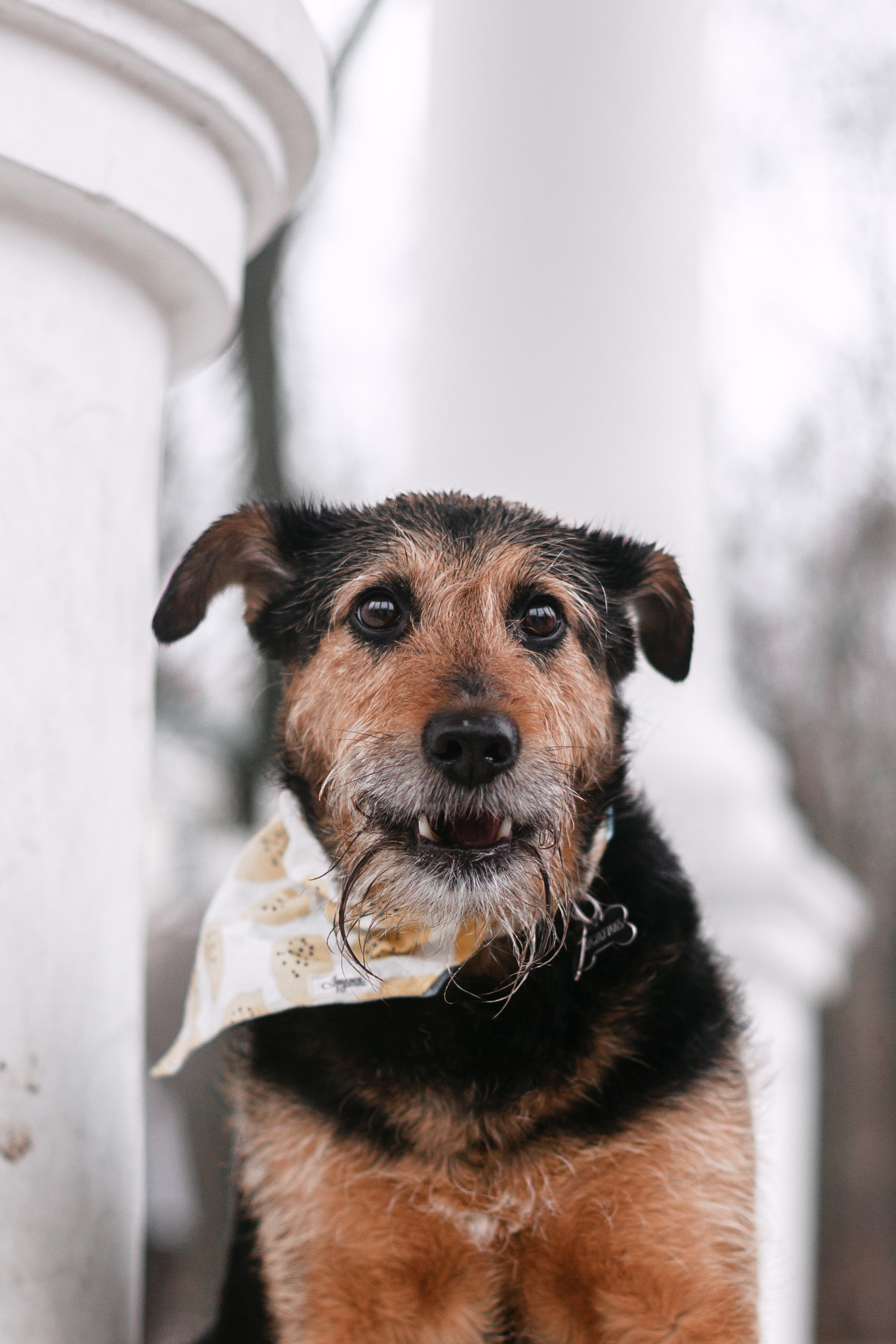 Лиза и Бренда. Фотограф-анималист Татьяна Степанова