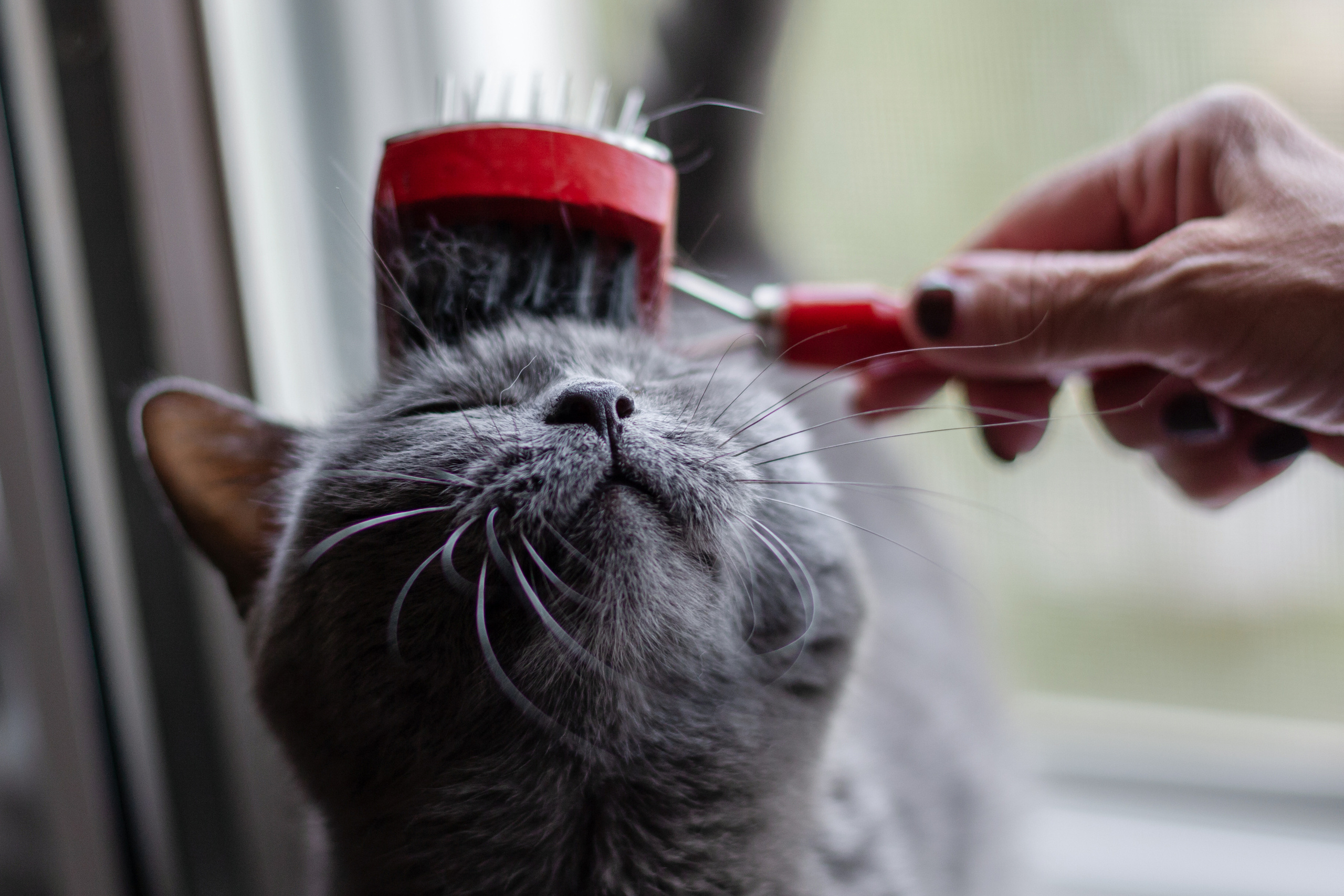 Кристи 2022. Фотограф-анималист Татьяна Степанова