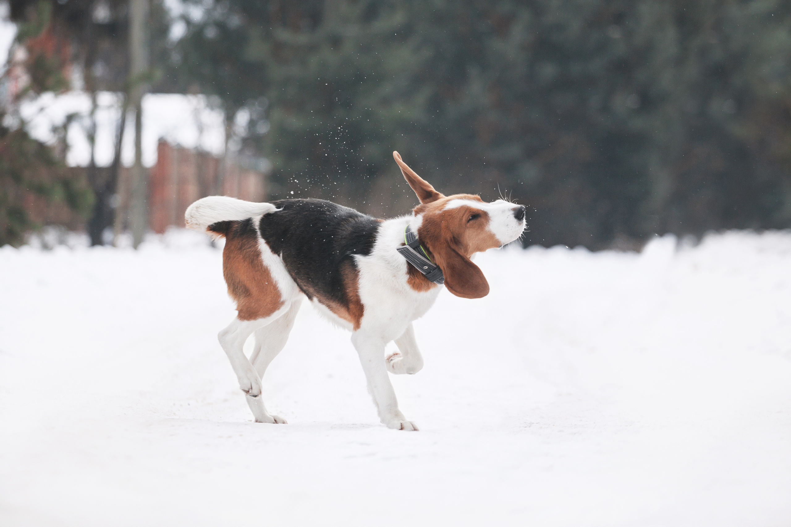 Группа помощи Дом для бигля 2023. Фотограф-анималист Татьяна Степанова