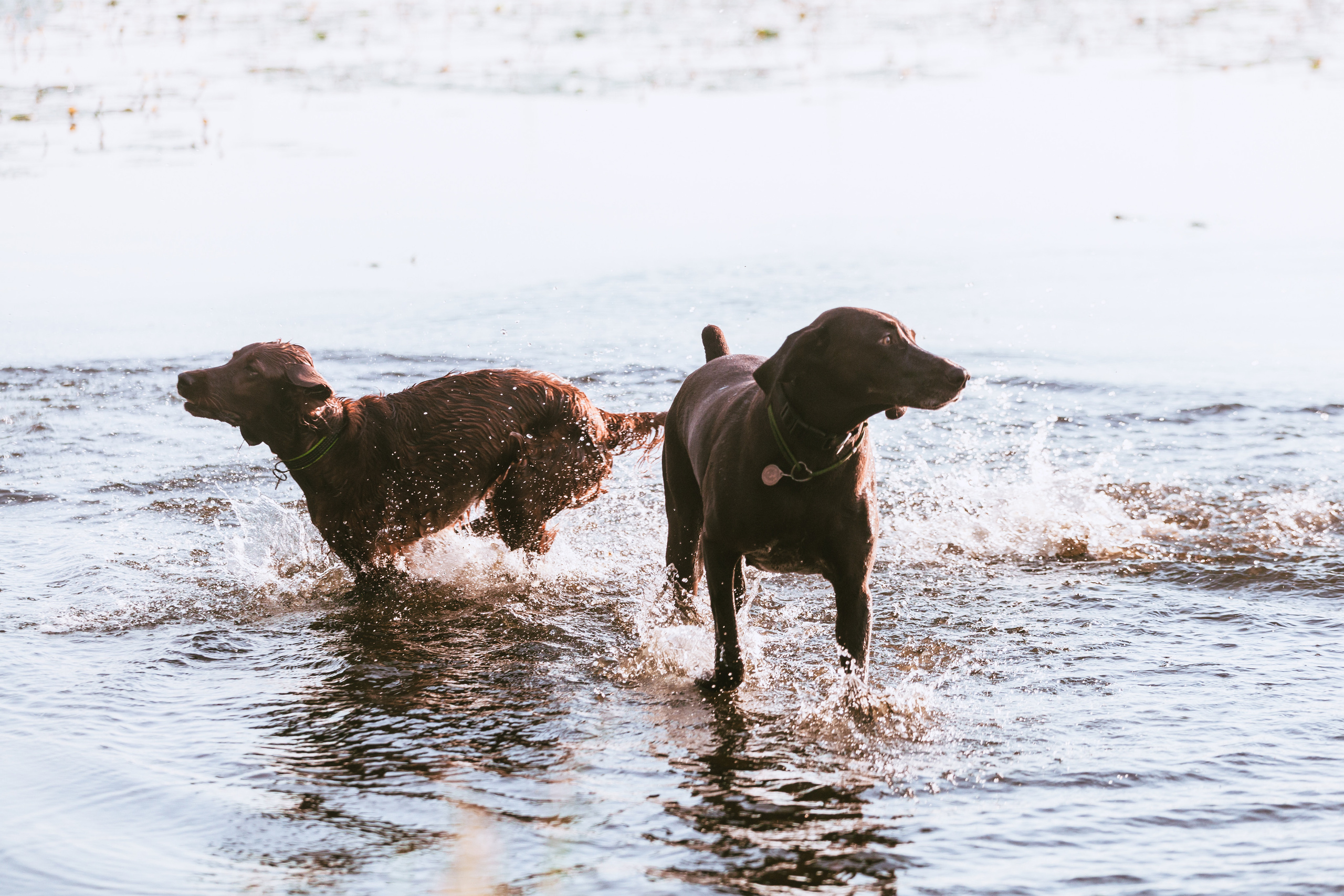 Рассветная съемка в ПКИО Северное Тушино. Фотограф-анималист Татьяна Степанова