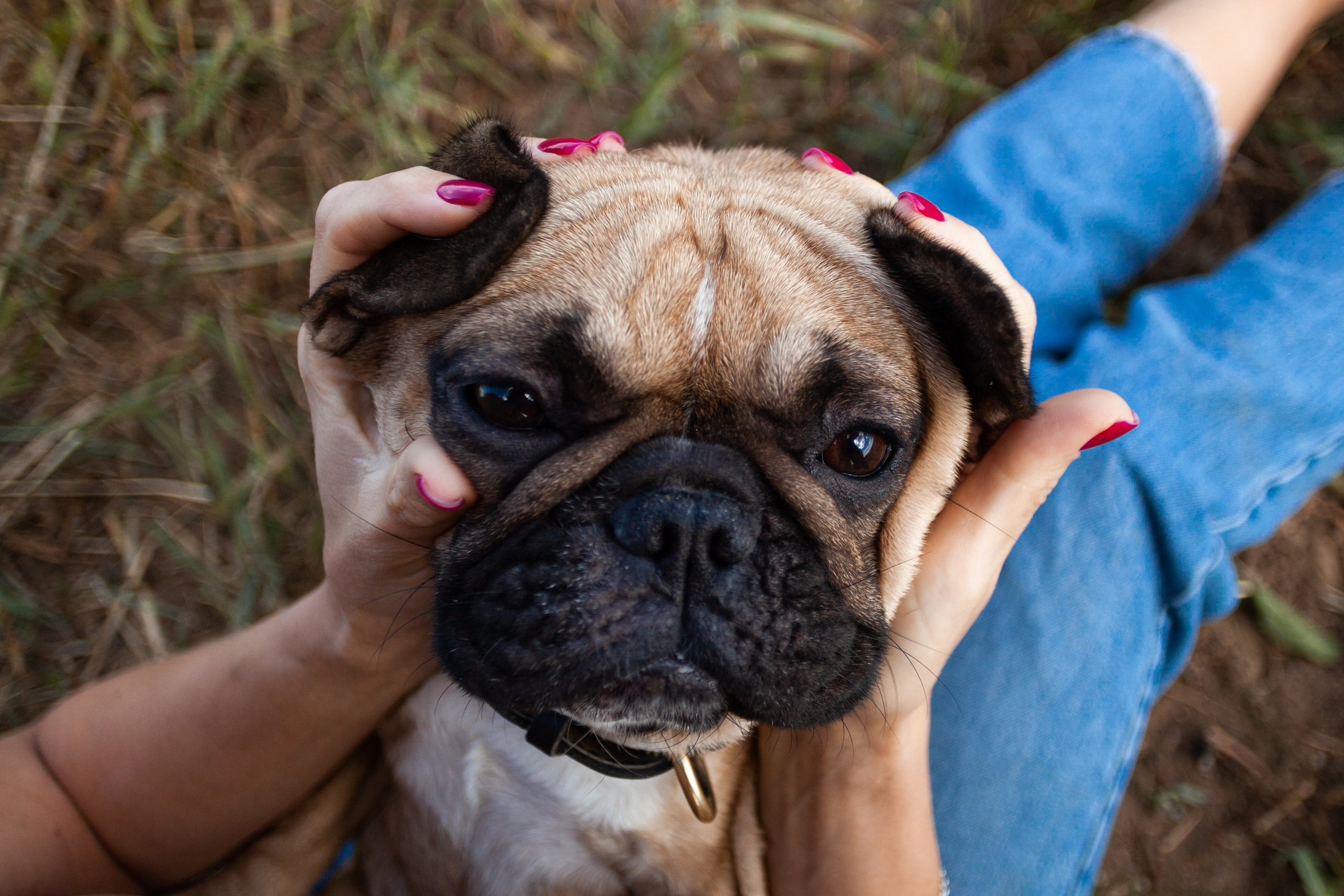 Коломна, стога и подсолнухи. Фотограф-анималист Татьяна Степанова
