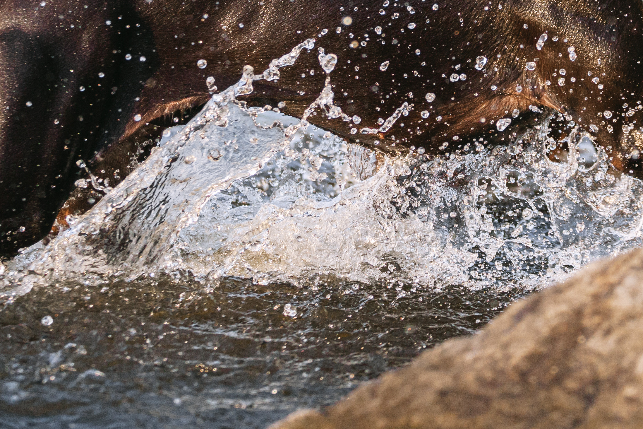 Рассветная съемка в ПКИО Северное Тушино. Фотограф-анималист Татьяна Степанова