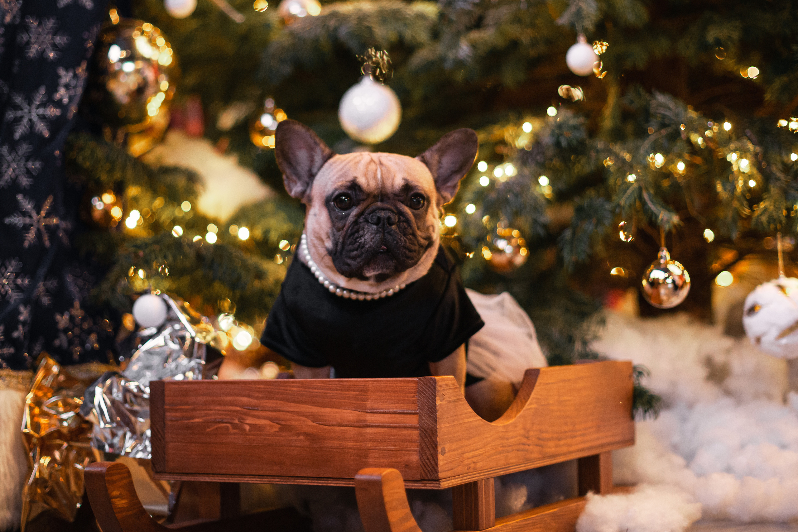 Бульелка 2022. Фотограф-анималист Татьяна Степанова