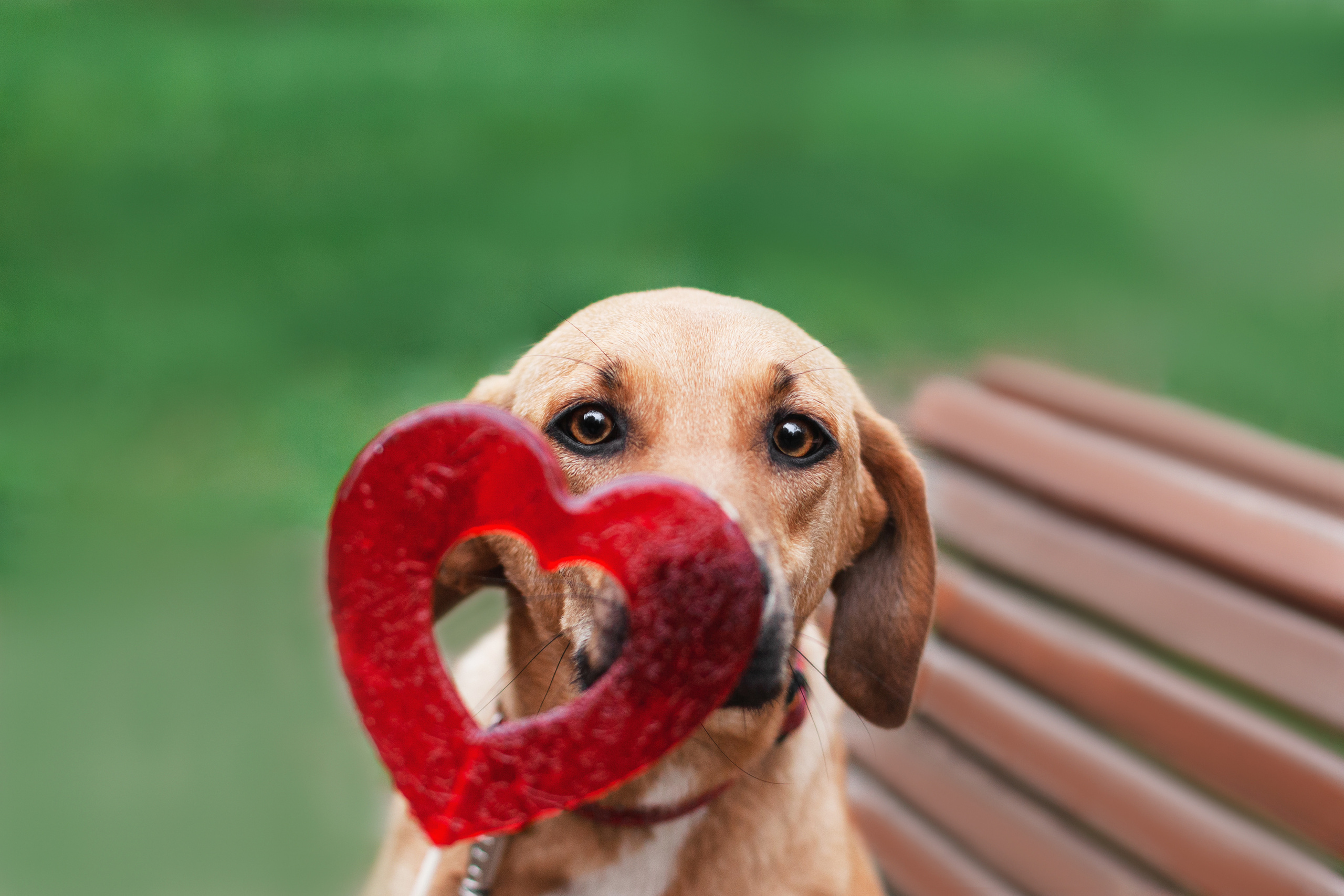 Съемка 3 собак в цветении 2023. Фотограф-анималист Татьяна Степанова