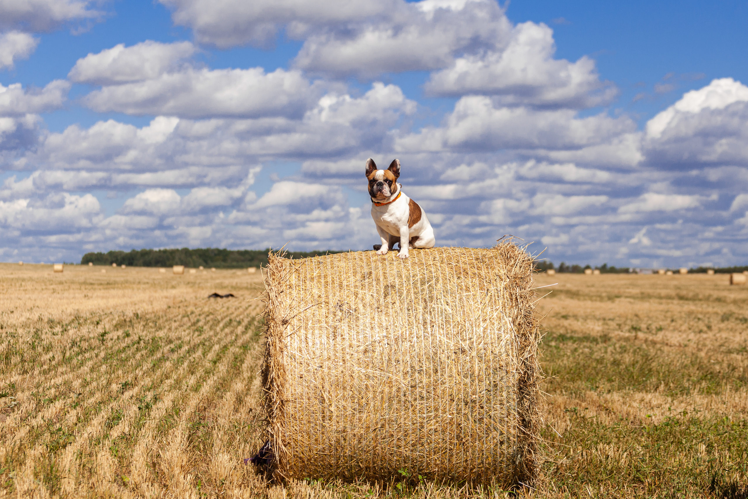 Коломна, стога и подсолнухи. Фотограф-анималист Татьяна Степанова