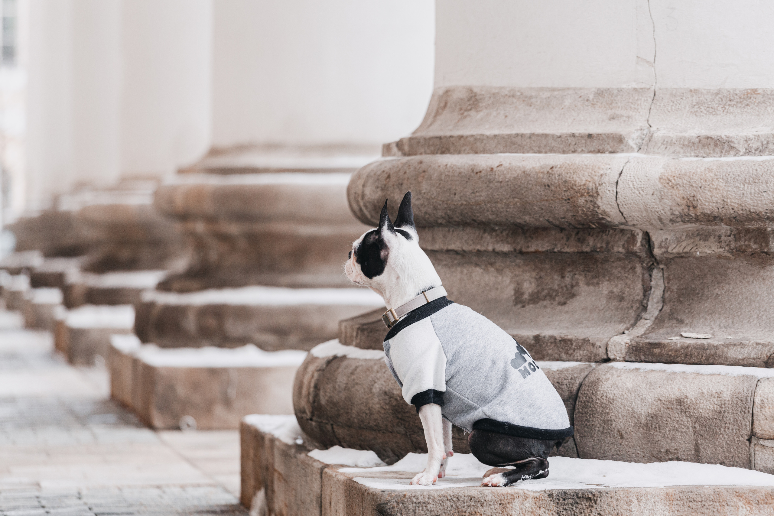 Василиса и Мира Кузнецкий мост. Фотограф-анималист Татьяна Степанова