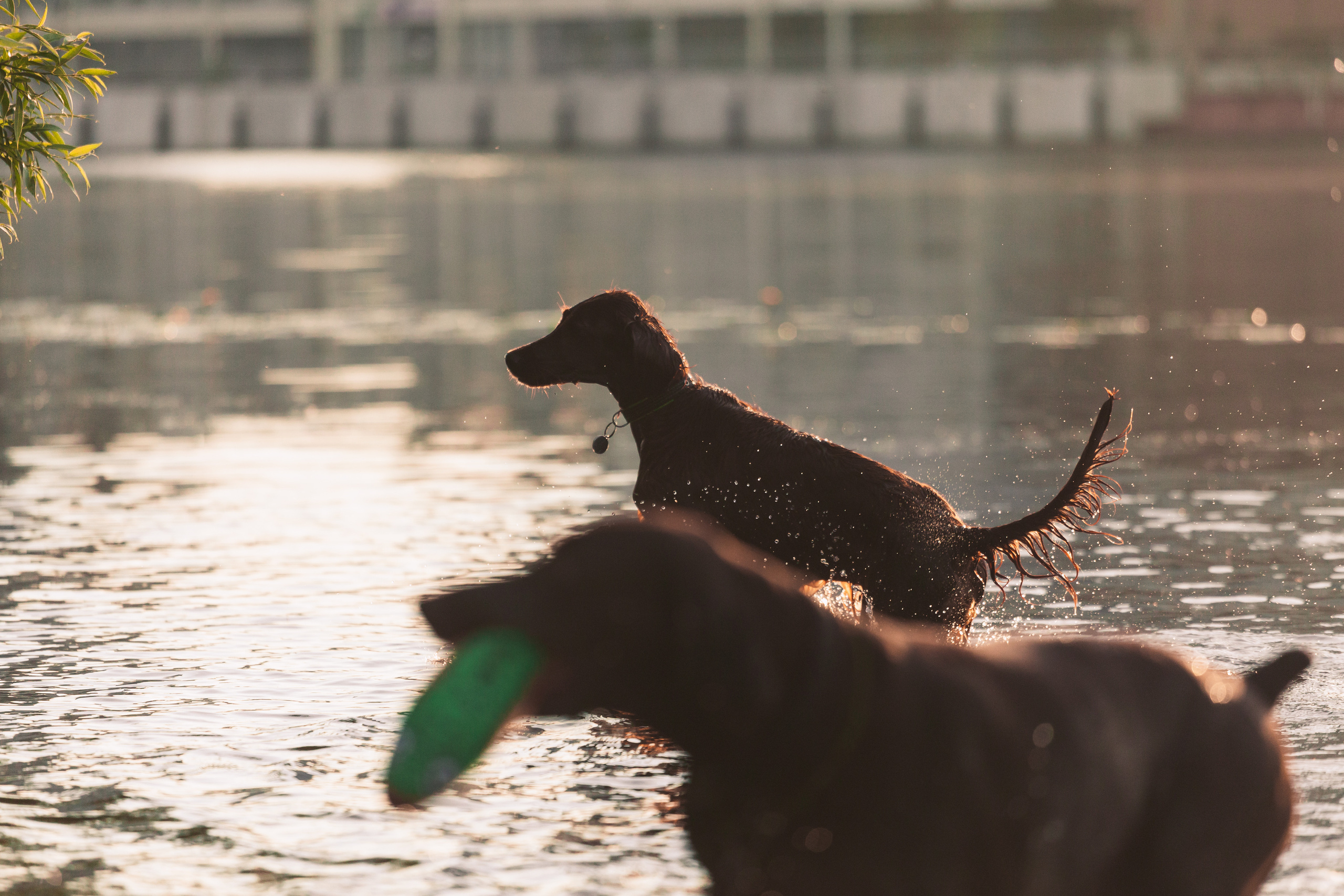 Рассветная съемка в ПКИО Северное Тушино. Фотограф-анималист Татьяна Степанова