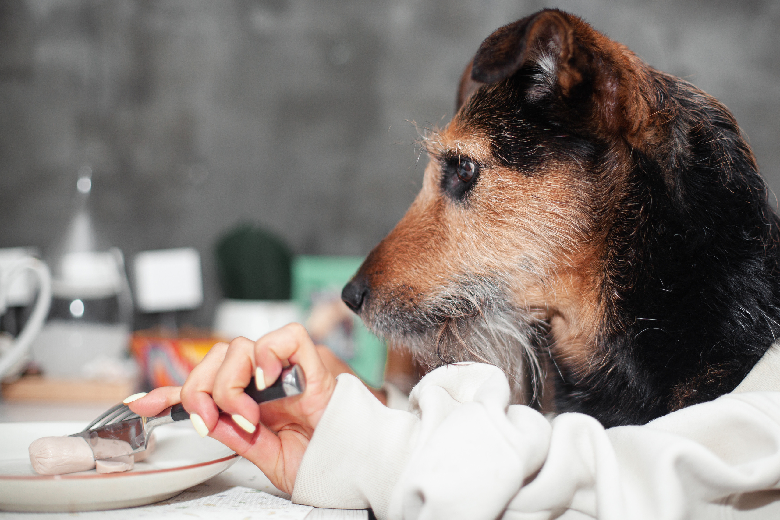 Лиза и Бренда. Фотограф-анималист Татьяна Степанова
