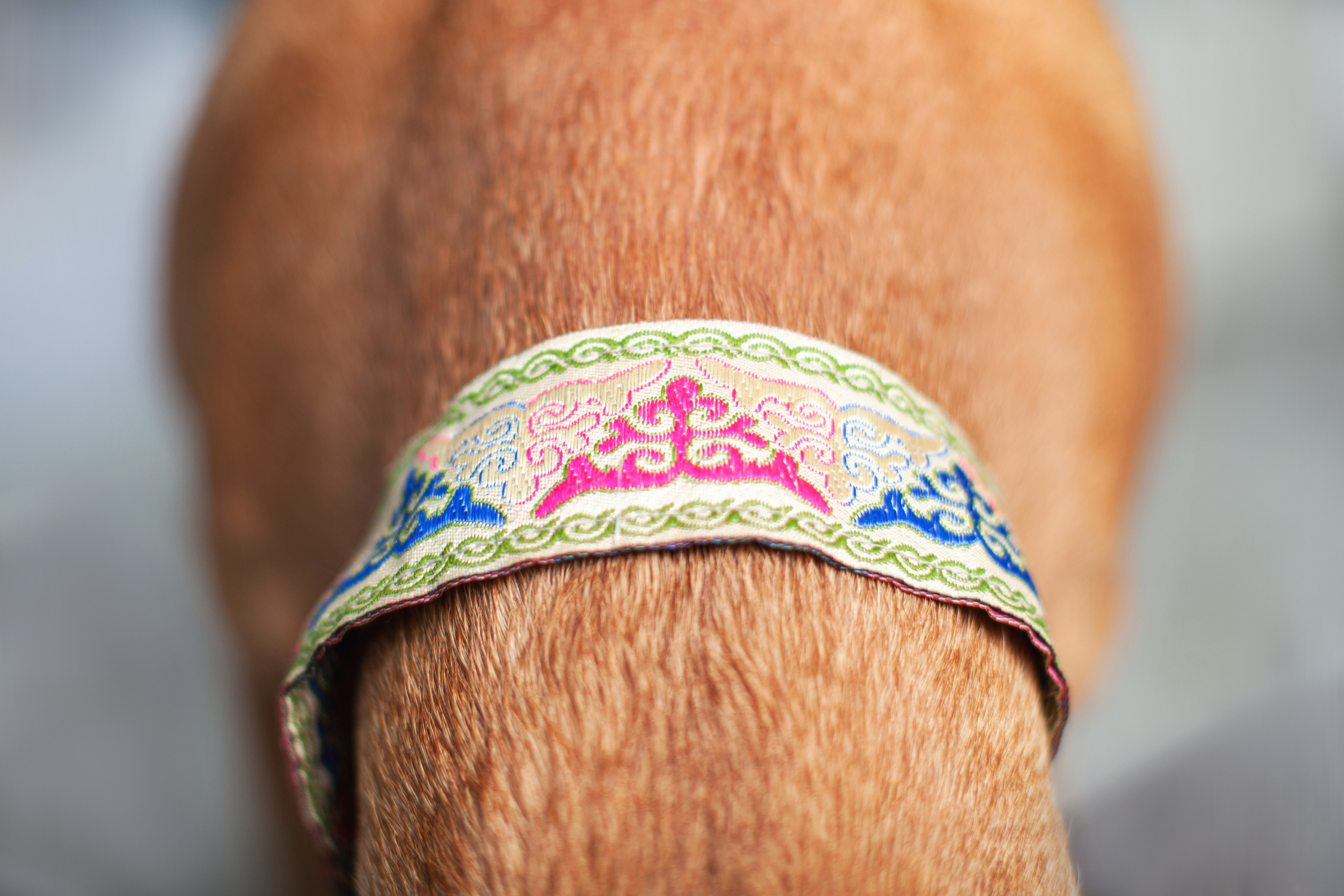 Юля и Мэри. Фотограф-анималист Татьяна Степанова