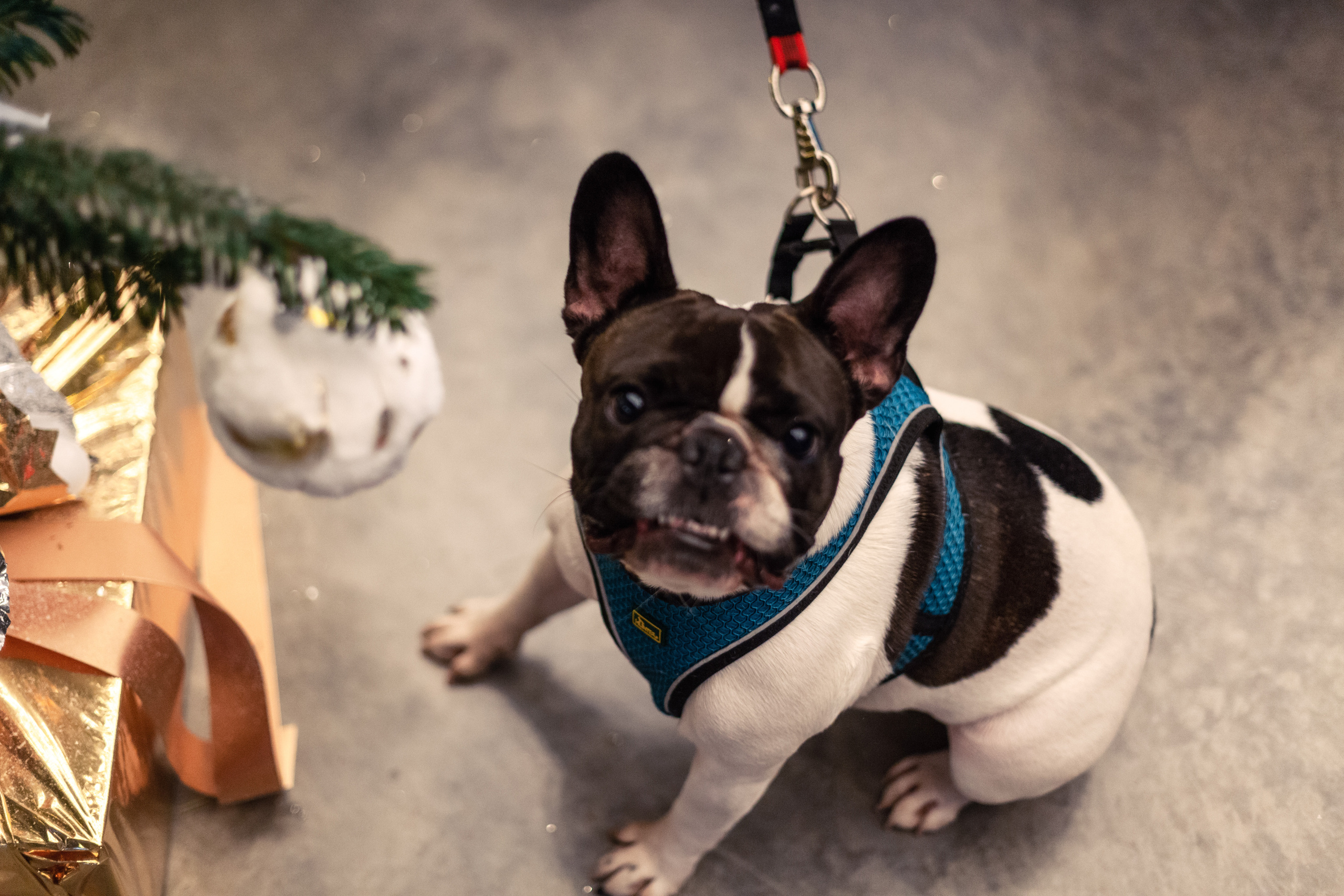 Бульелка 2022. Фотограф-анималист Татьяна Степанова