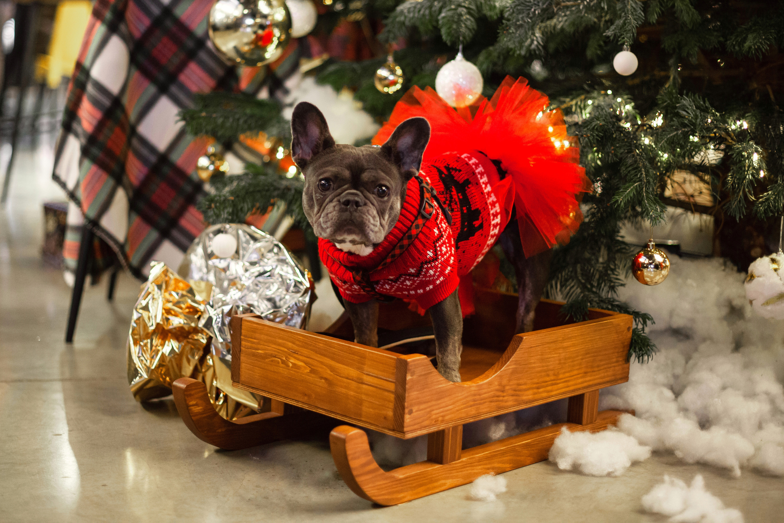 Бульелка 2022. Фотограф-анималист Татьяна Степанова