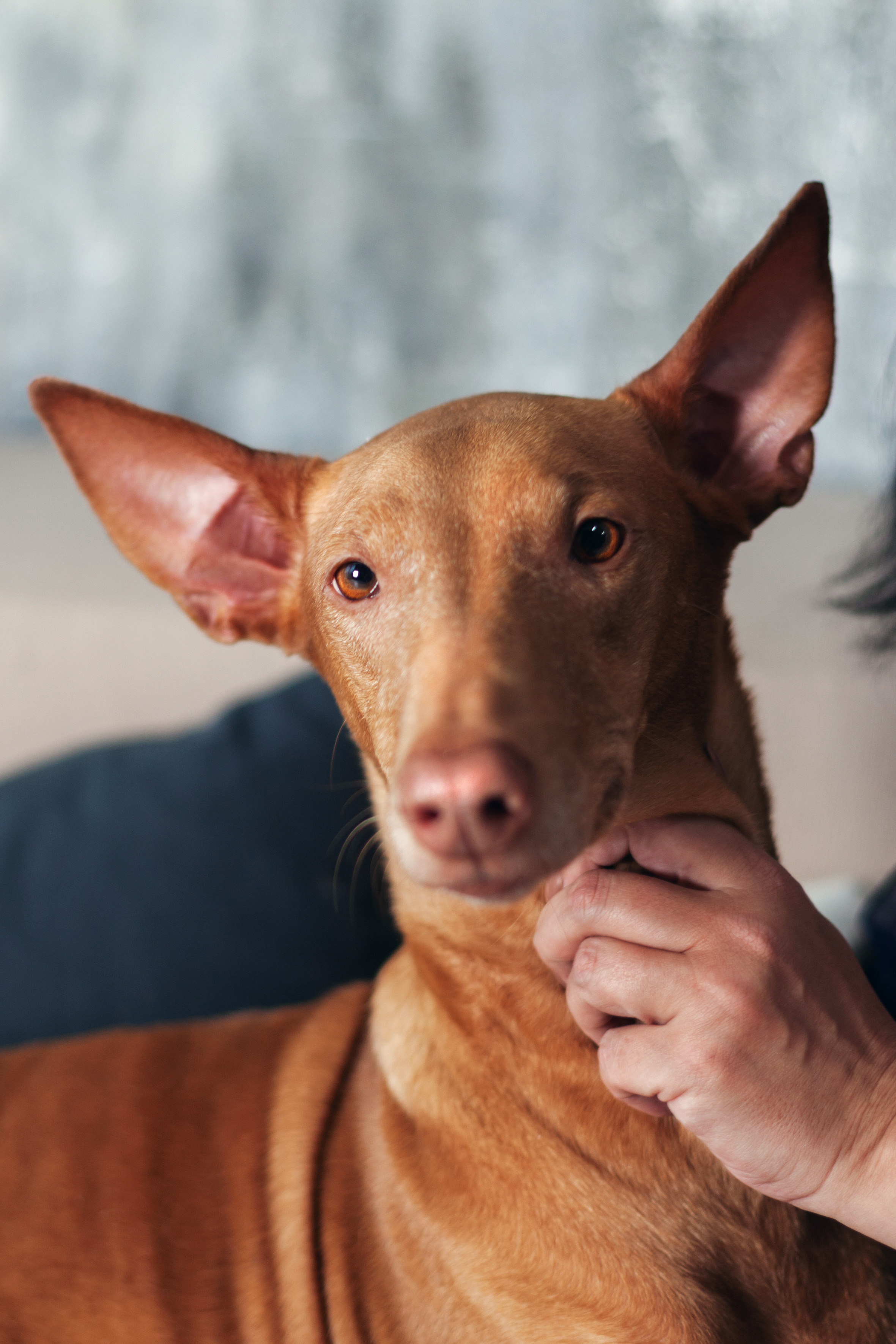 Юля и Мэри. Фотограф-анималист Татьяна Степанова