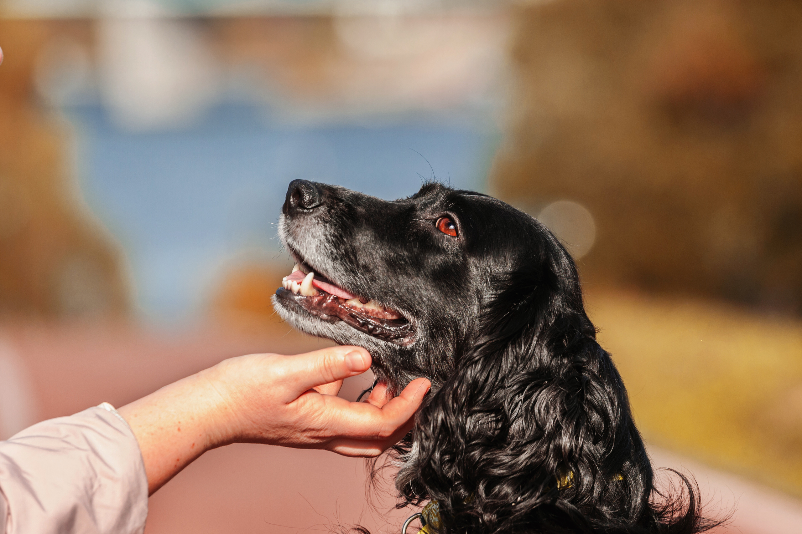 Барон и Лара 2022. Фотограф-анималист Татьяна Степанова