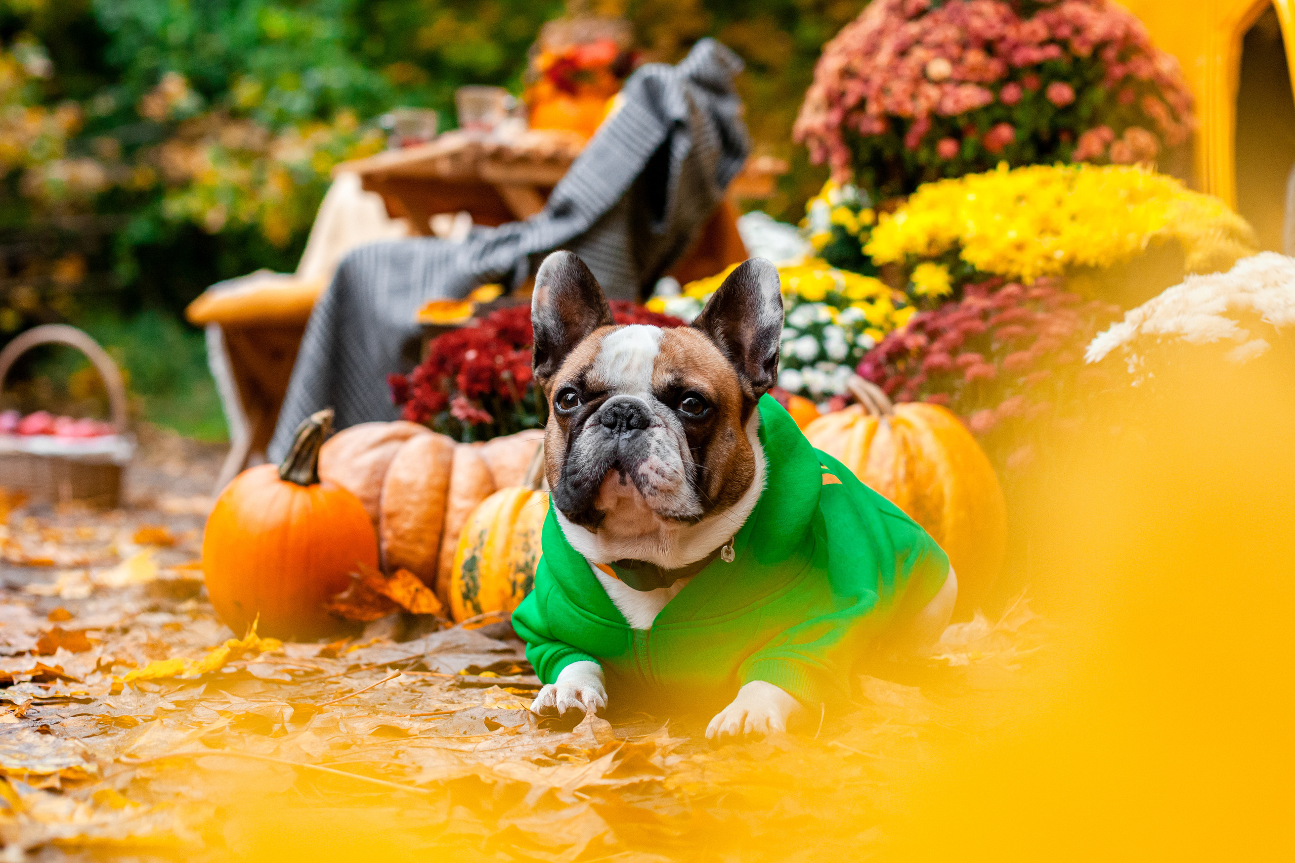 Съемка с ретро автобусом. Фотограф-анималист Татьяна Степанова