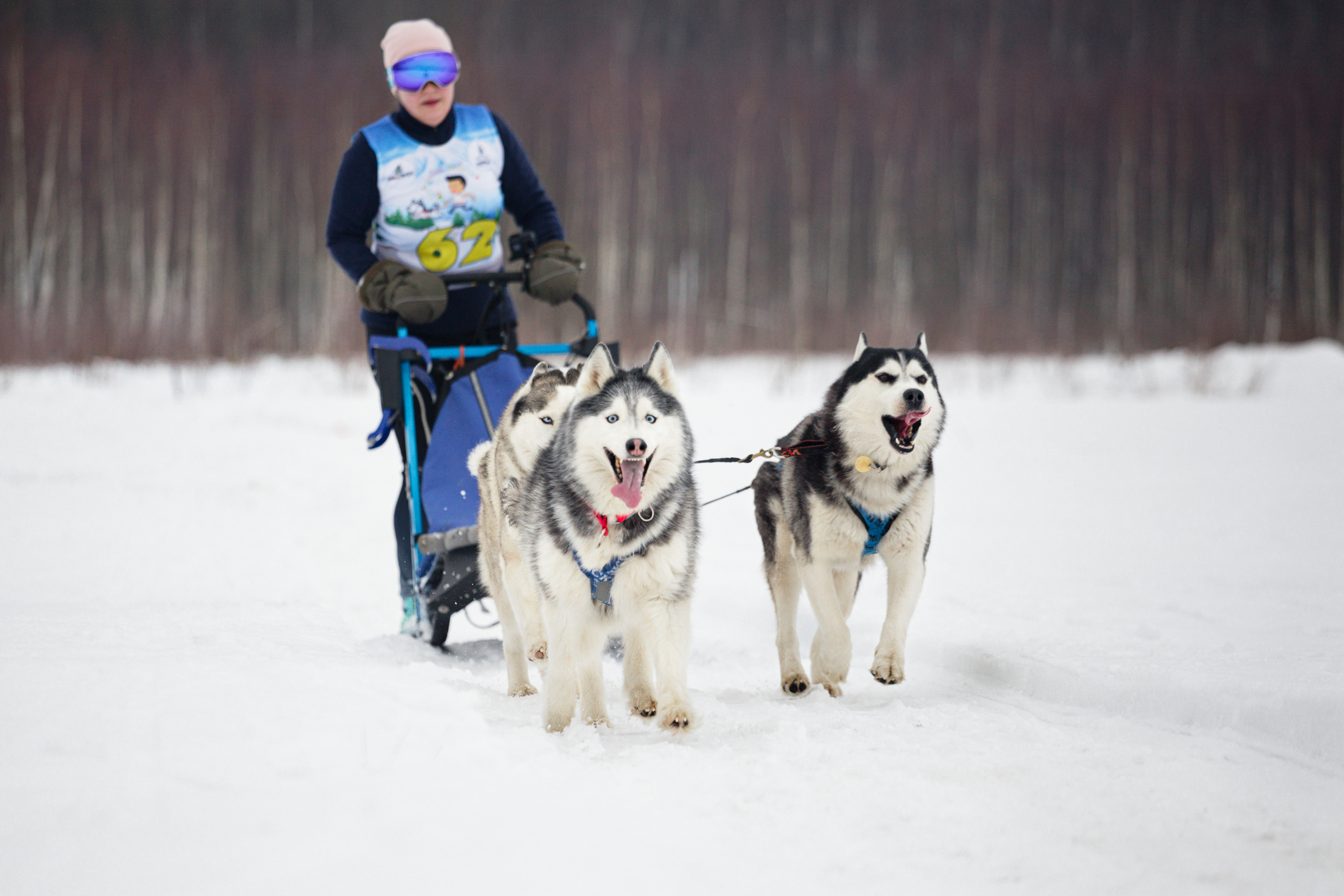 Холодные игры 28 февраля 2022. Фотограф-анималист Татьяна Степанова