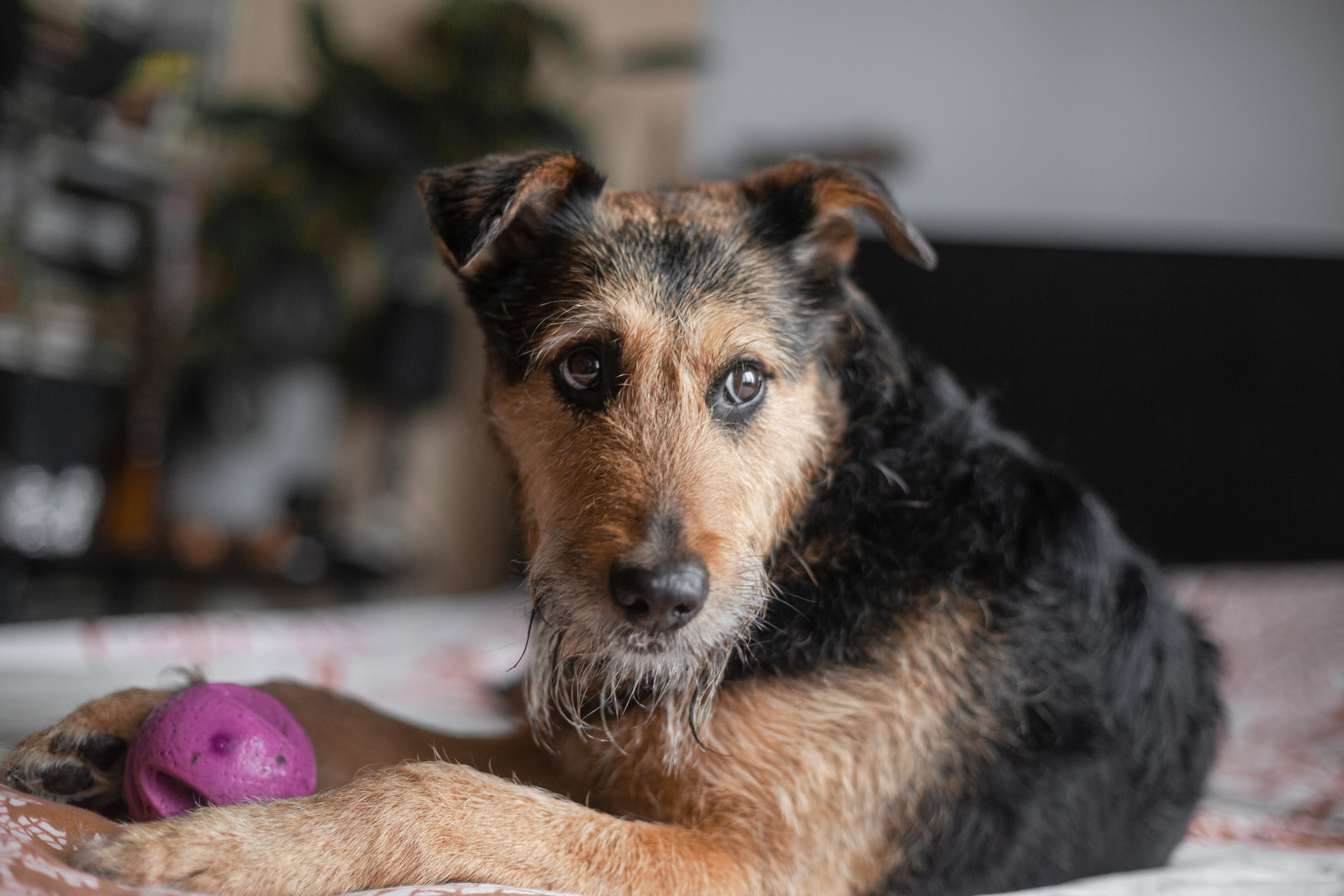 Лиза и Бренда. Фотограф-анималист Татьяна Степанова