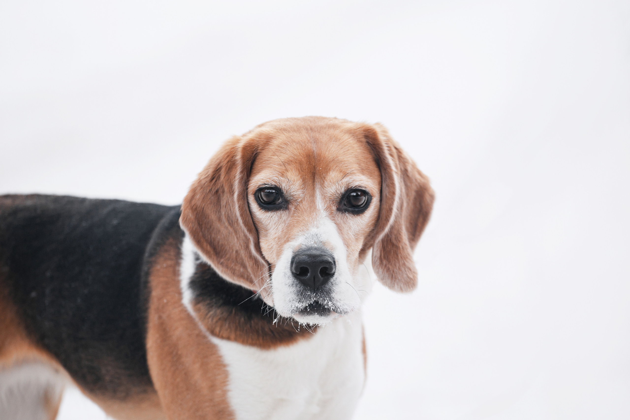 Группа помощи Дом для бигля 2023. Фотограф-анималист Татьяна Степанова