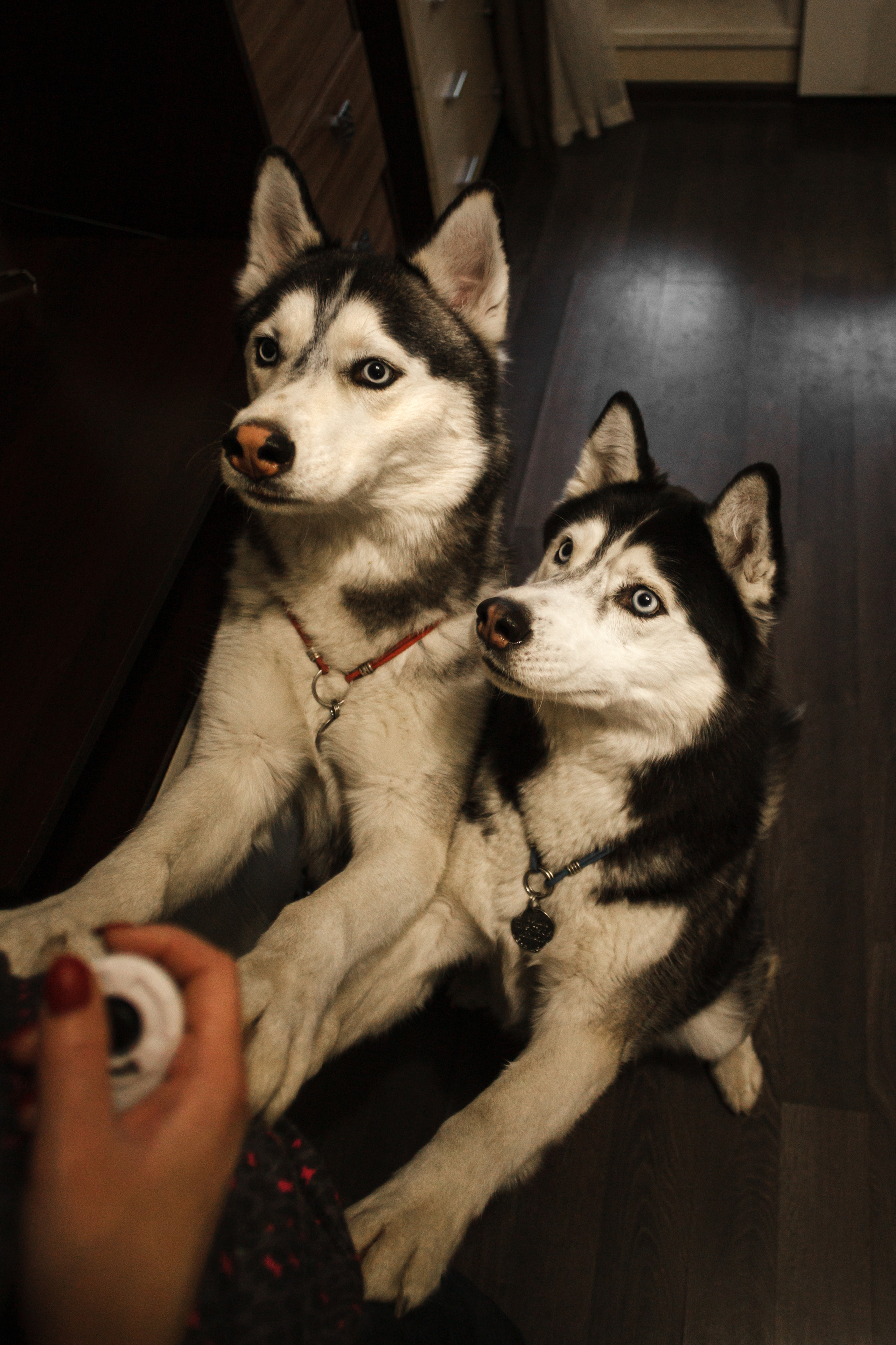 Киба и Аки. Фотограф-анималист Татьяна Степанова