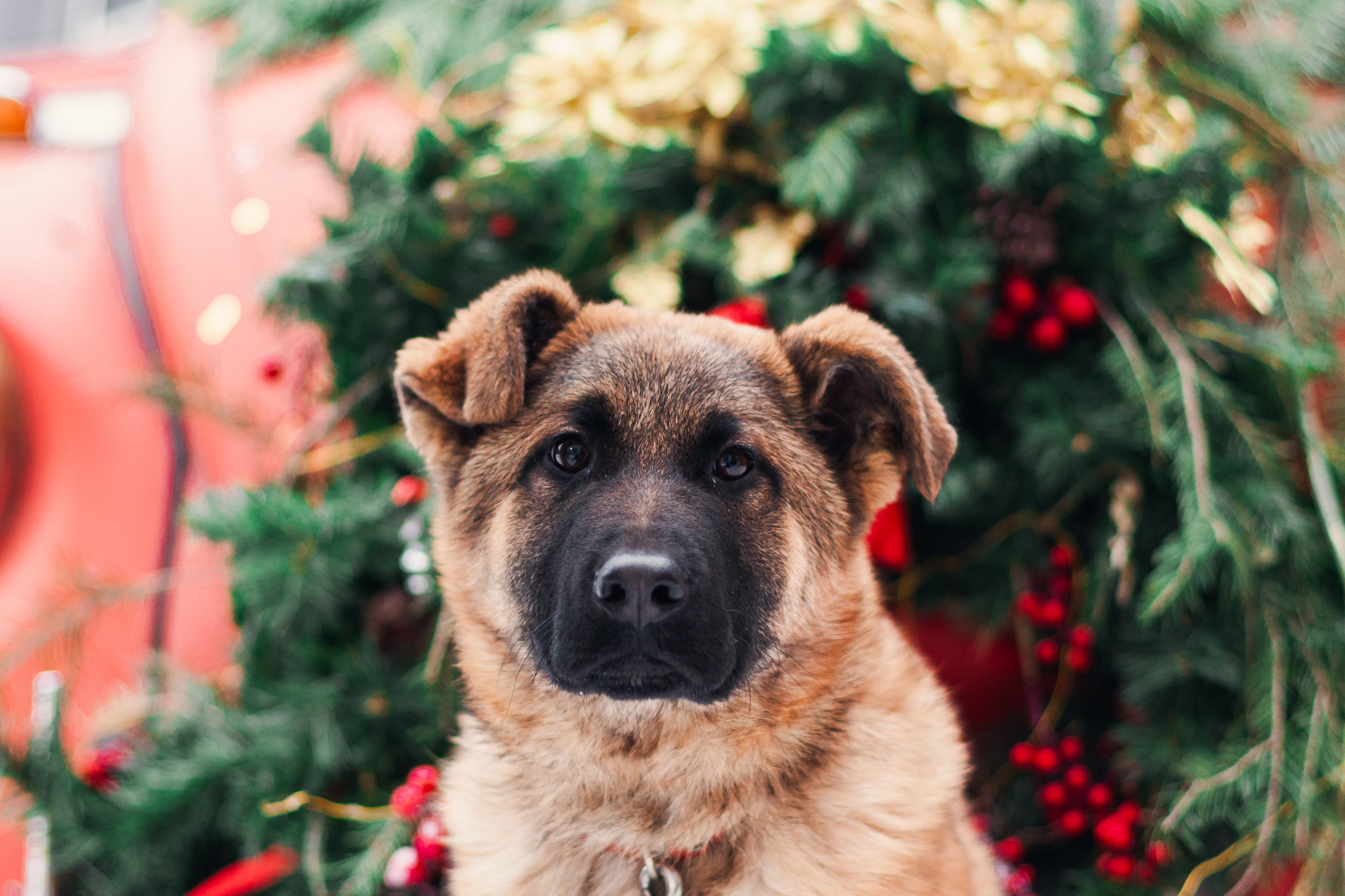 Новогодняя серия с ретромашиной. Фотограф-анималист Татьяна Степанова